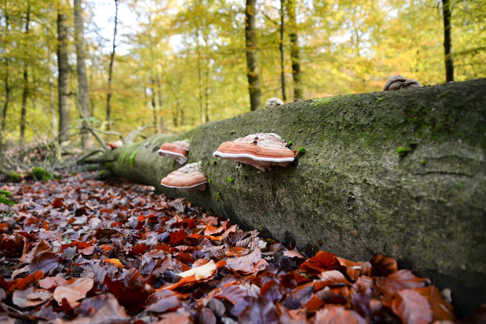 Nikon D610 sample photo. Elves bench, mushroom, dead photography