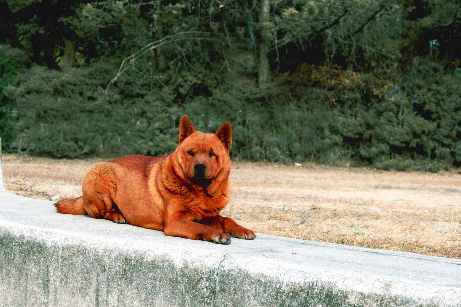Canon EOS 400D (EOS Digital Rebel XTi / EOS Kiss Digital X) sample photo. Dog, pavement, ruins photography