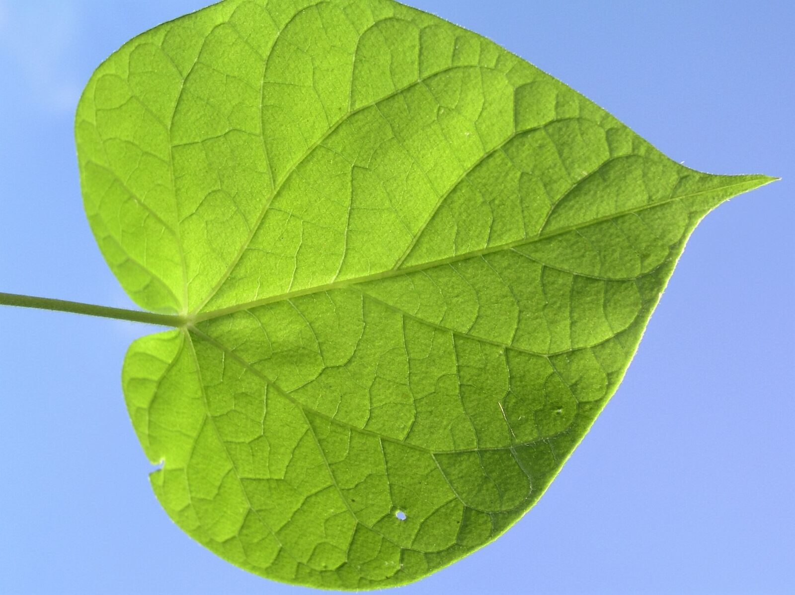 Olympus C5050Z sample photo. Leaf, green, nature photography