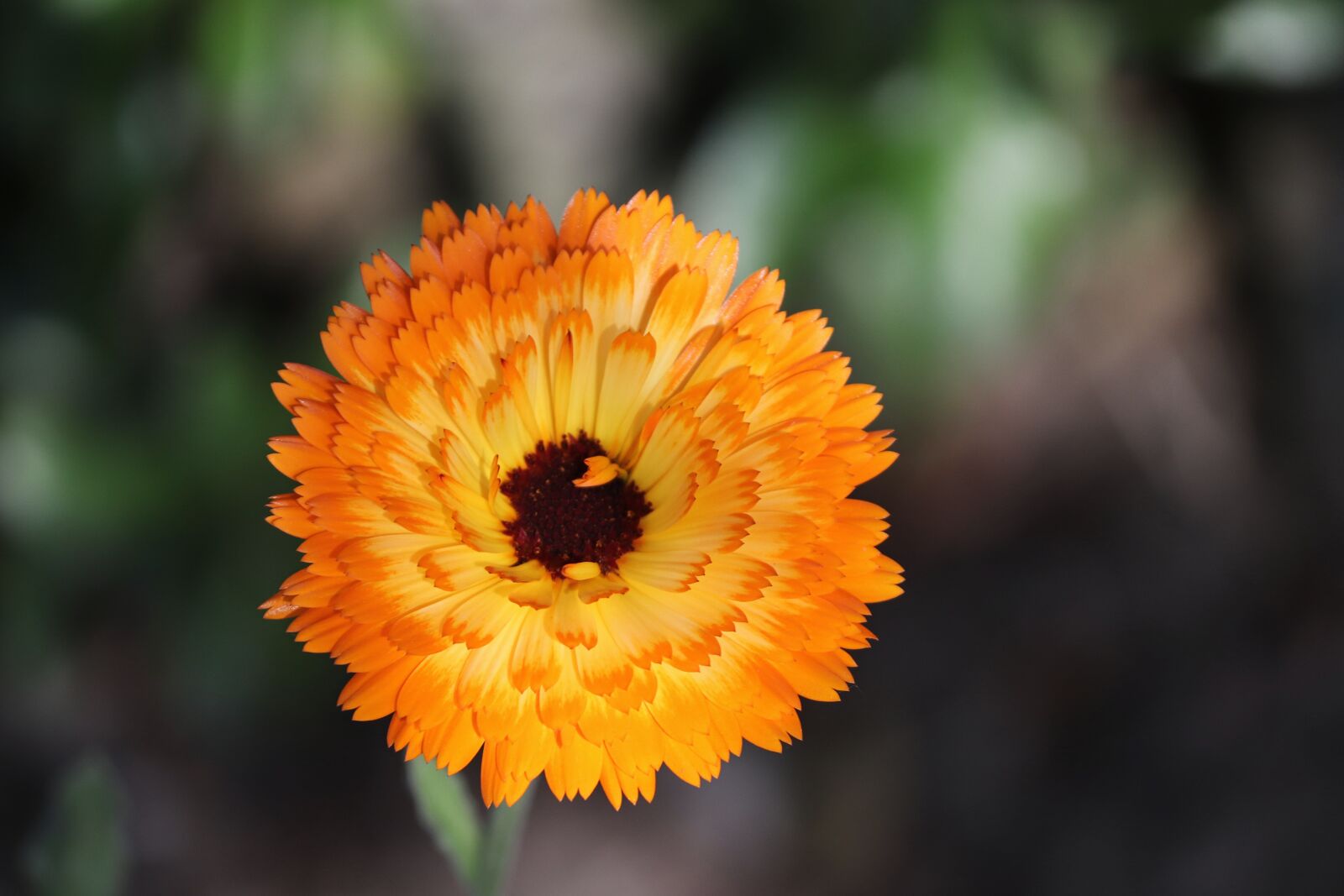 Canon EOS 200D (EOS Rebel SL2 / EOS Kiss X9) sample photo. Marigold, calendula officinalis, gardening photography
