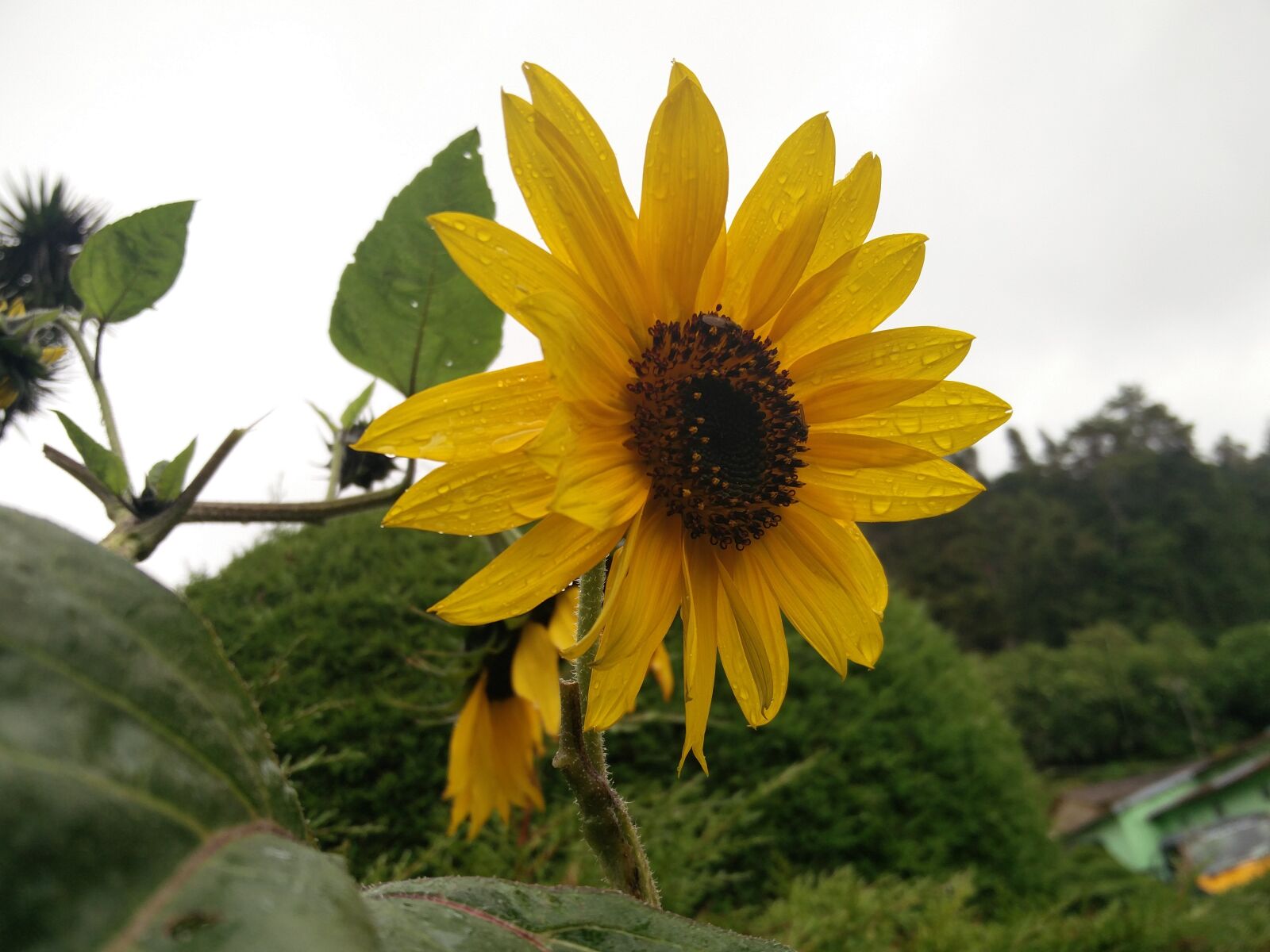 OnePlus 2 sample photo. Sun flower, garden, rainy photography