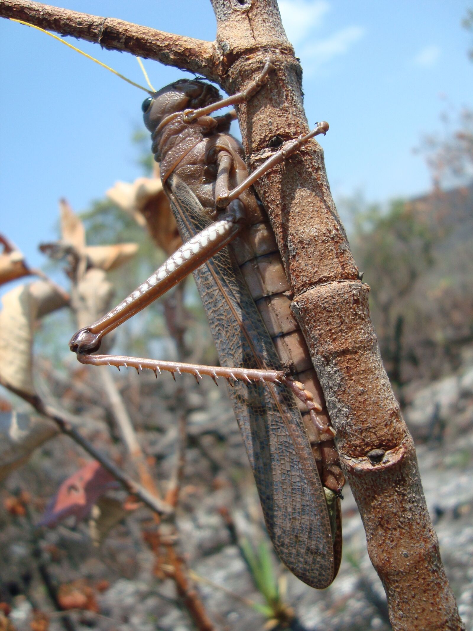 Sony Cyber-shot DSC-W120 sample photo. Grasshopper, insect, cerrado photography