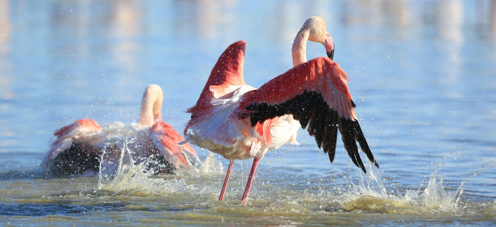 Canon EF 100-400mm F4.5-5.6L IS USM sample photo. Bird, pink flamingo, nature photography