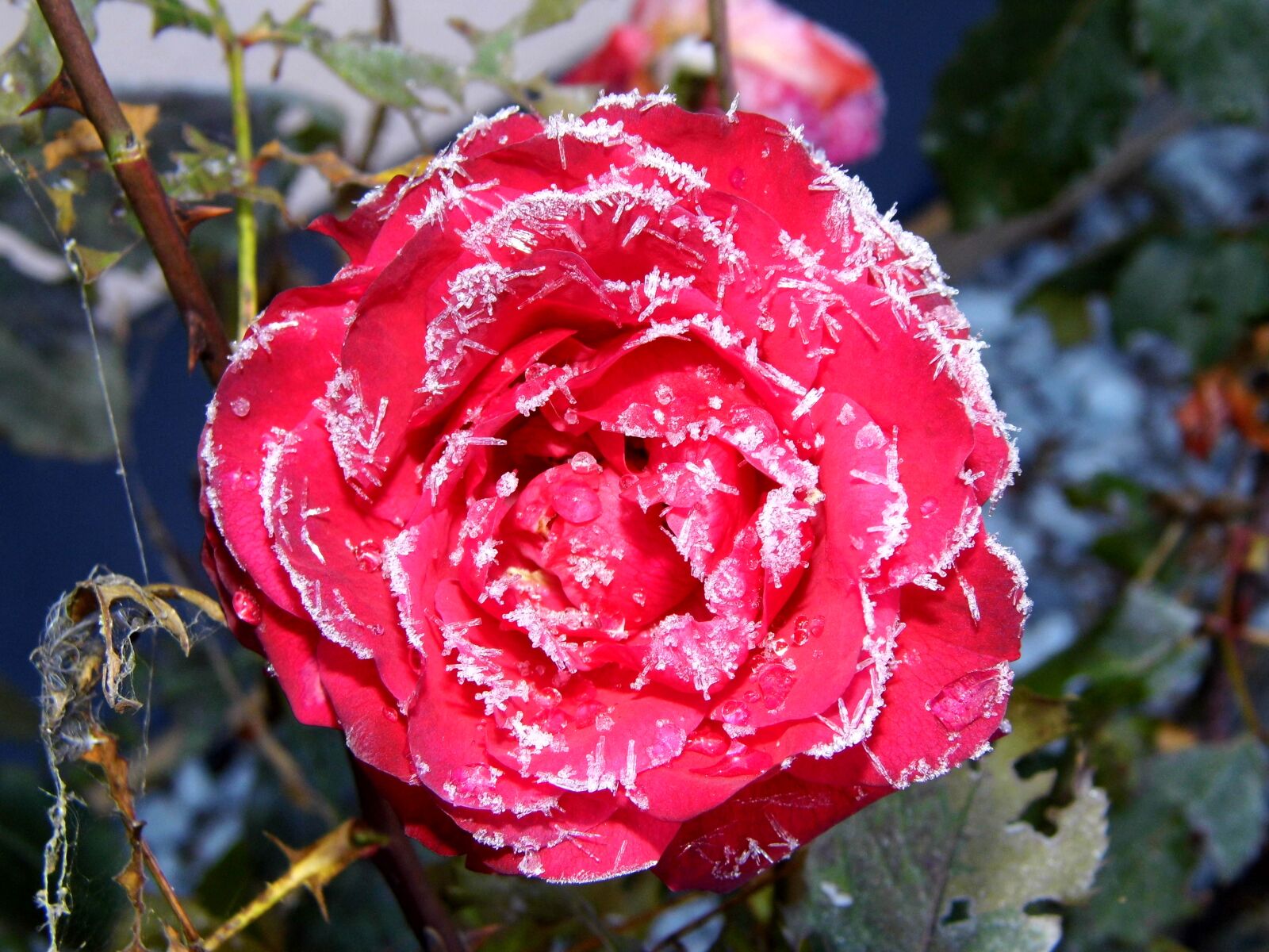 Benq GH600 sample photo. Eisrose, rose, ripe photography