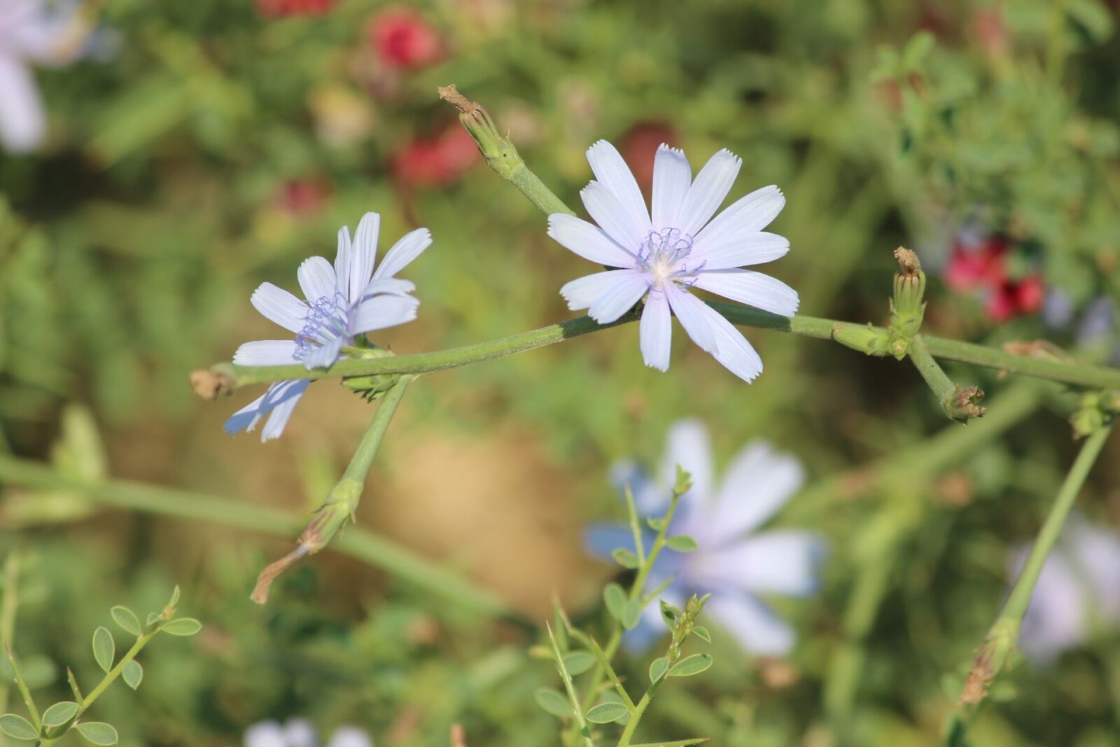 Canon EOS 600D (Rebel EOS T3i / EOS Kiss X5) sample photo. Flower, plant, concerning photography