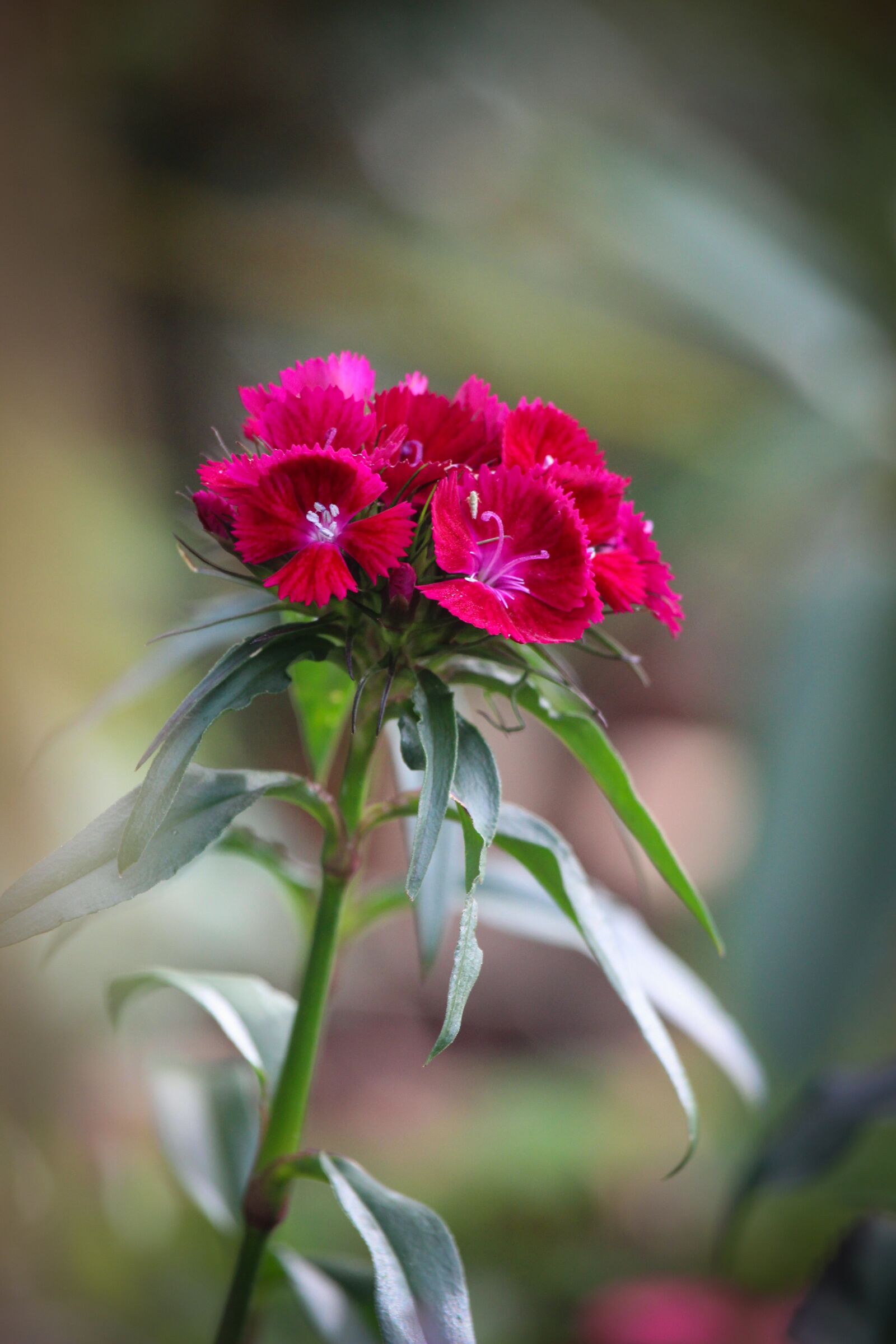 Canon EF-S 55-250mm F4-5.6 IS STM sample photo. Pink, flower, sweet william photography