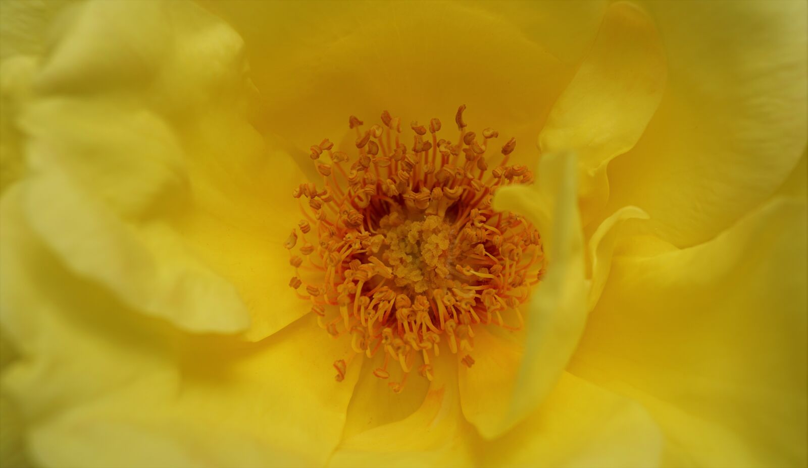 Sony E 30mm F3.5 Macro sample photo. Rose, yellow, blossom photography