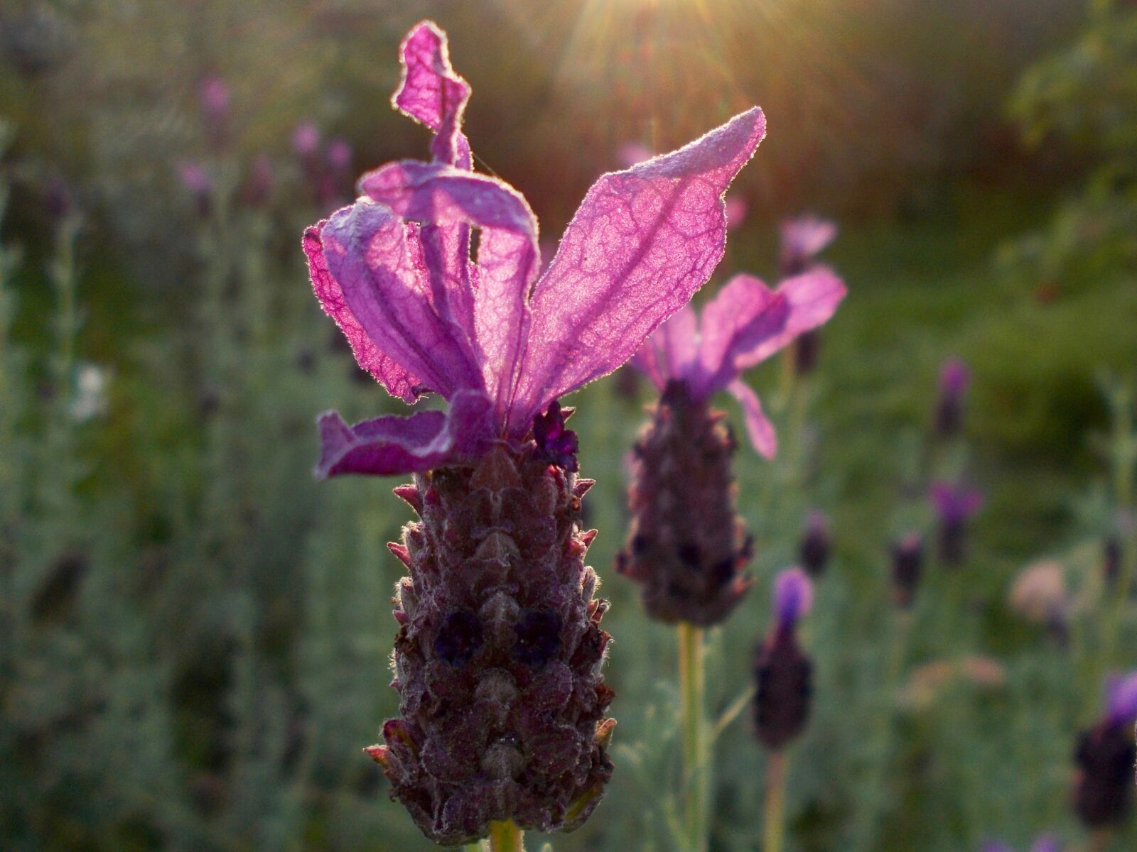 Nikon COOLPIX L29 sample photo. Lavender, lavendula stoechas, flowers photography