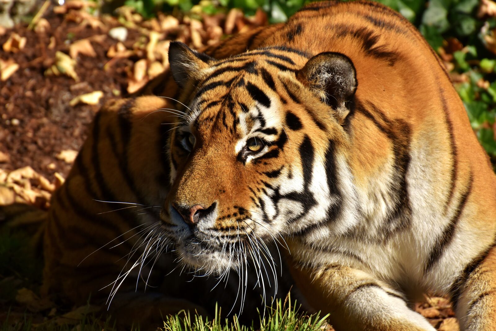 Nikon D7200 sample photo. Tiger, predator, lurking photography