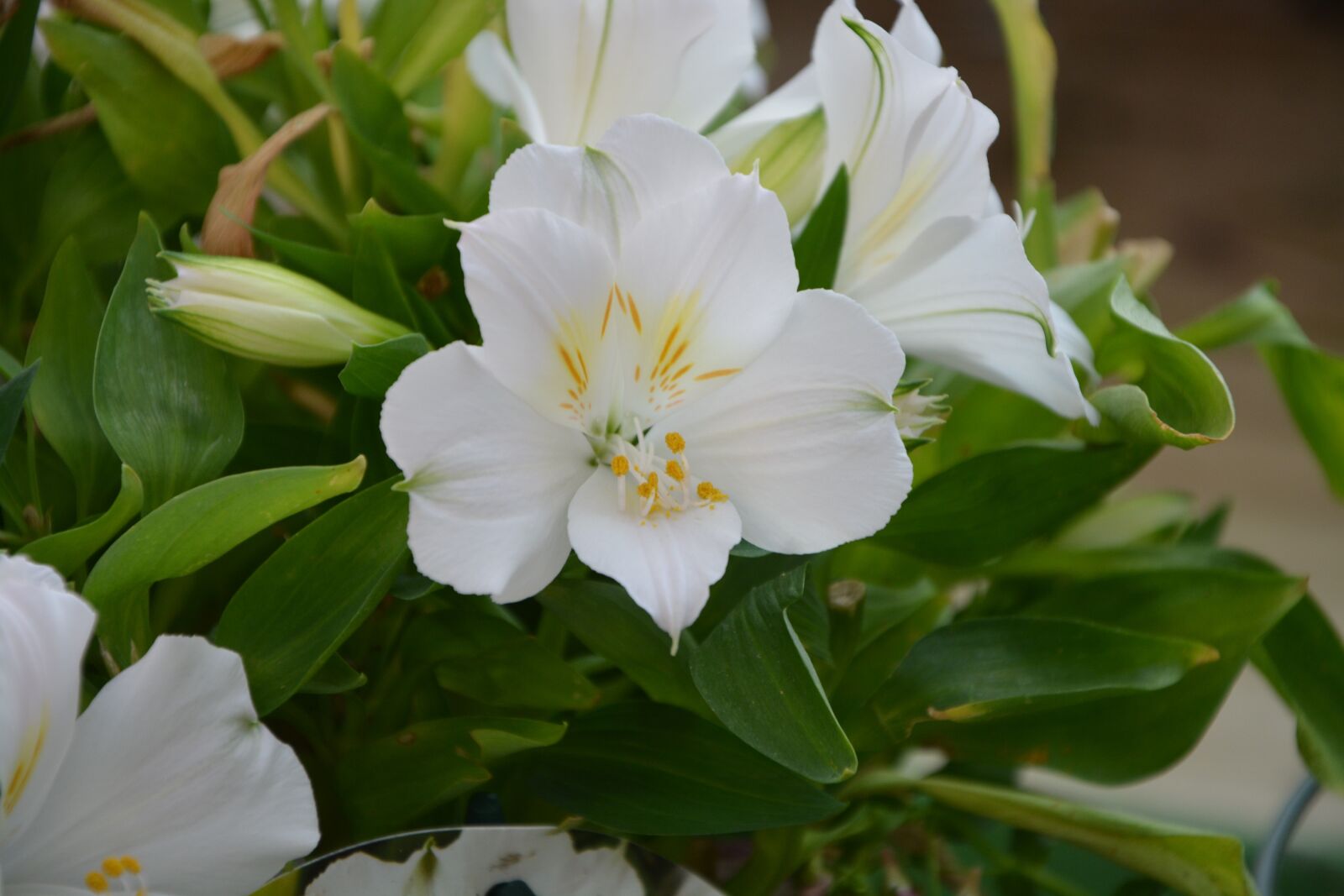 Nikon D5200 sample photo. Flowers, white, white orchid photography