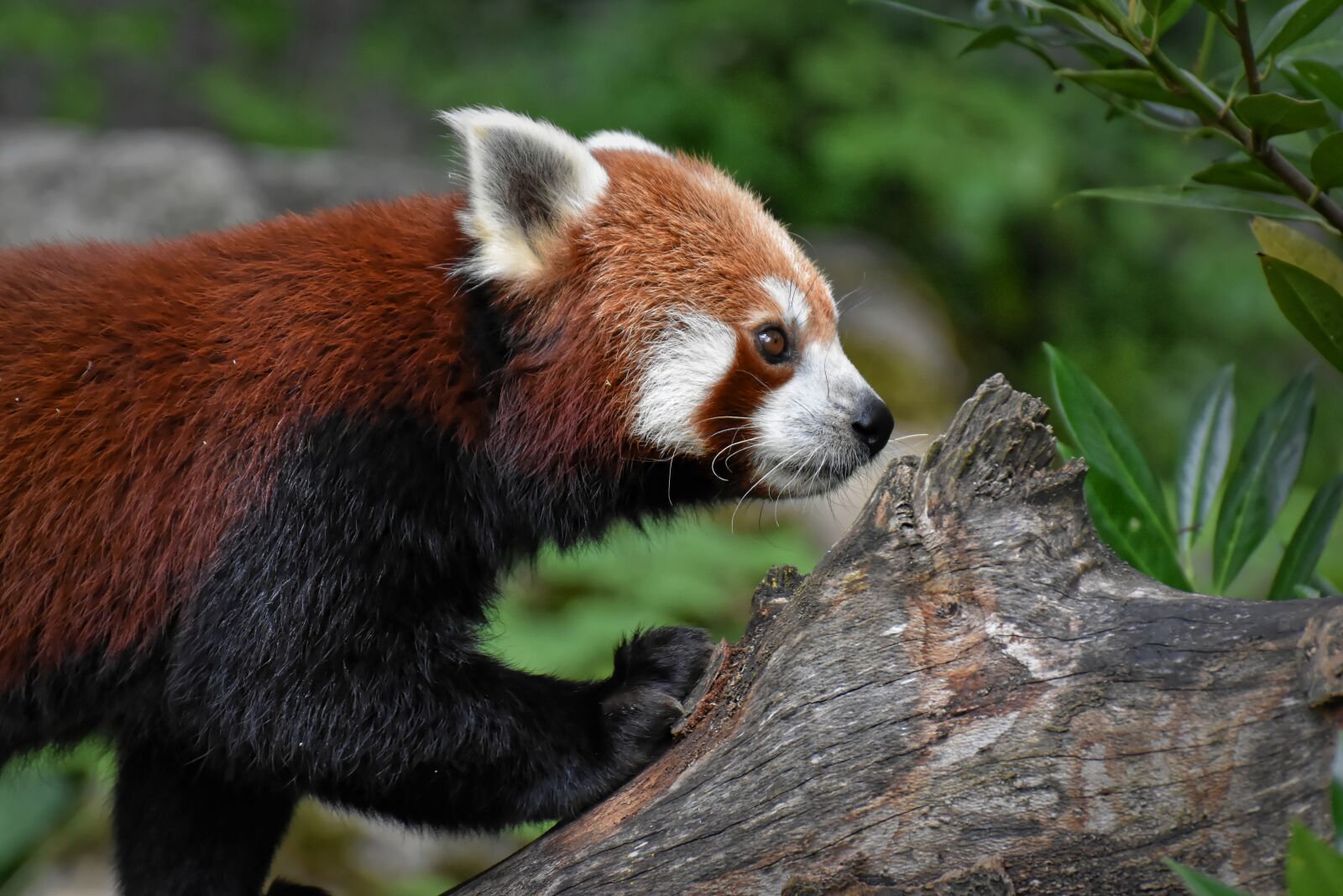 Nikon D7200 sample photo. Panda, red panda, bear photography