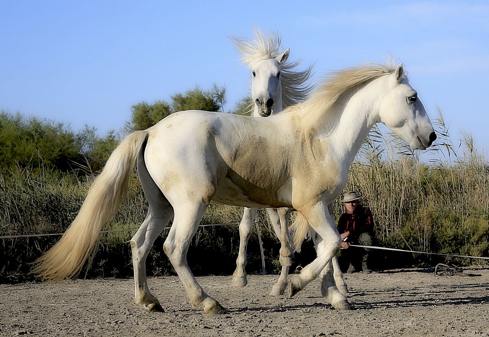 Canon EOS 5D Mark III sample photo. Horse, standard, blond mane photography