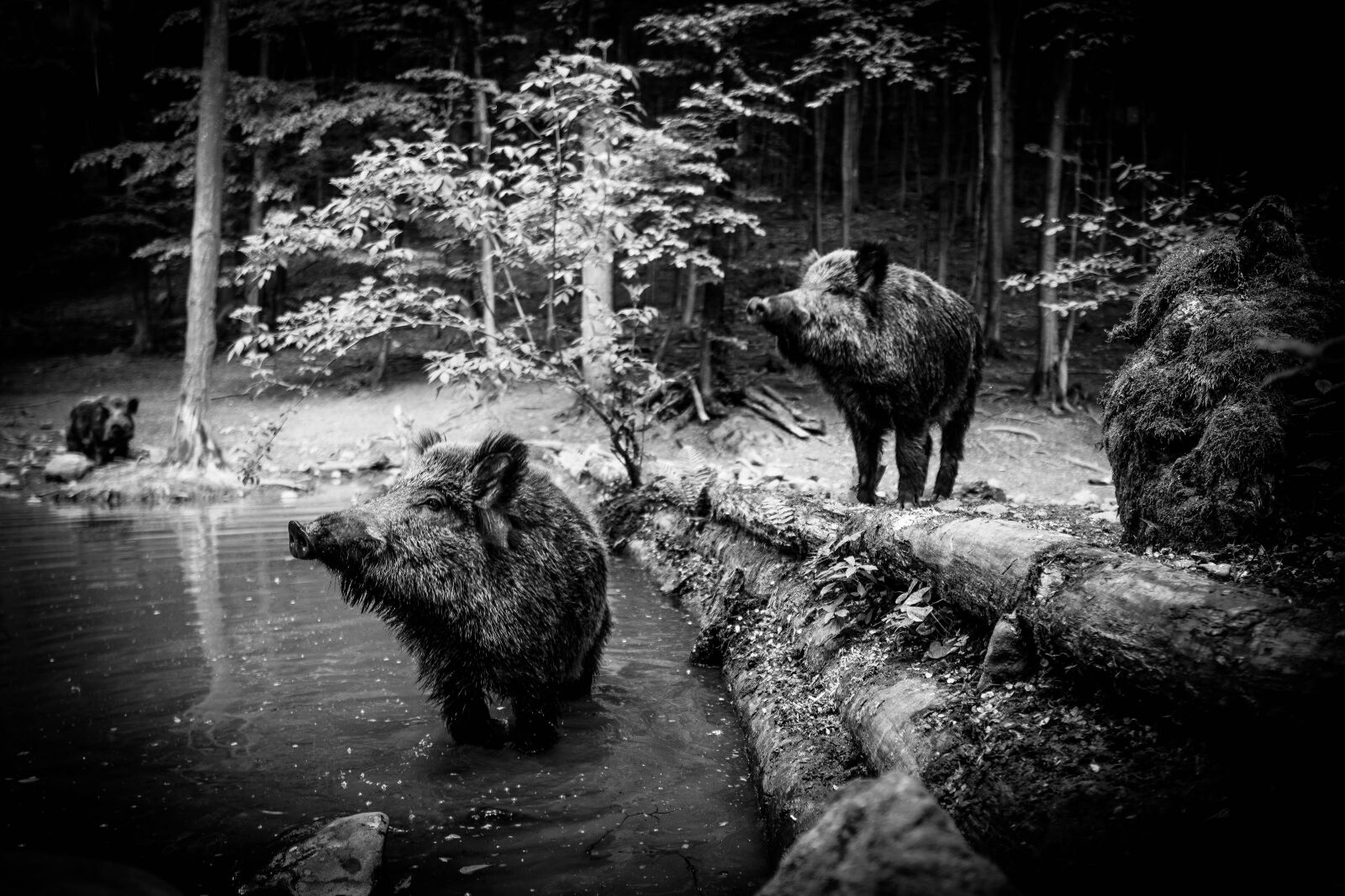 Sony a6400 + Sigma 16mm F1.4 DC DN | C sample photo. Wild boar, pig, sows photography