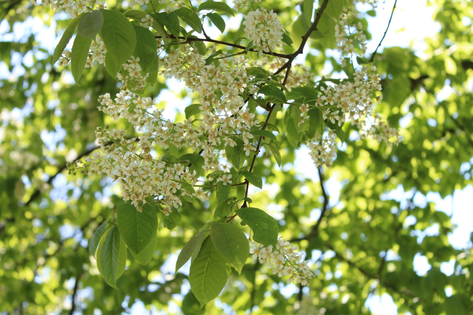Canon EOS 4000D (EOS Rebel T100 / EOS 3000D) sample photo. Spring, blossom, bloom photography