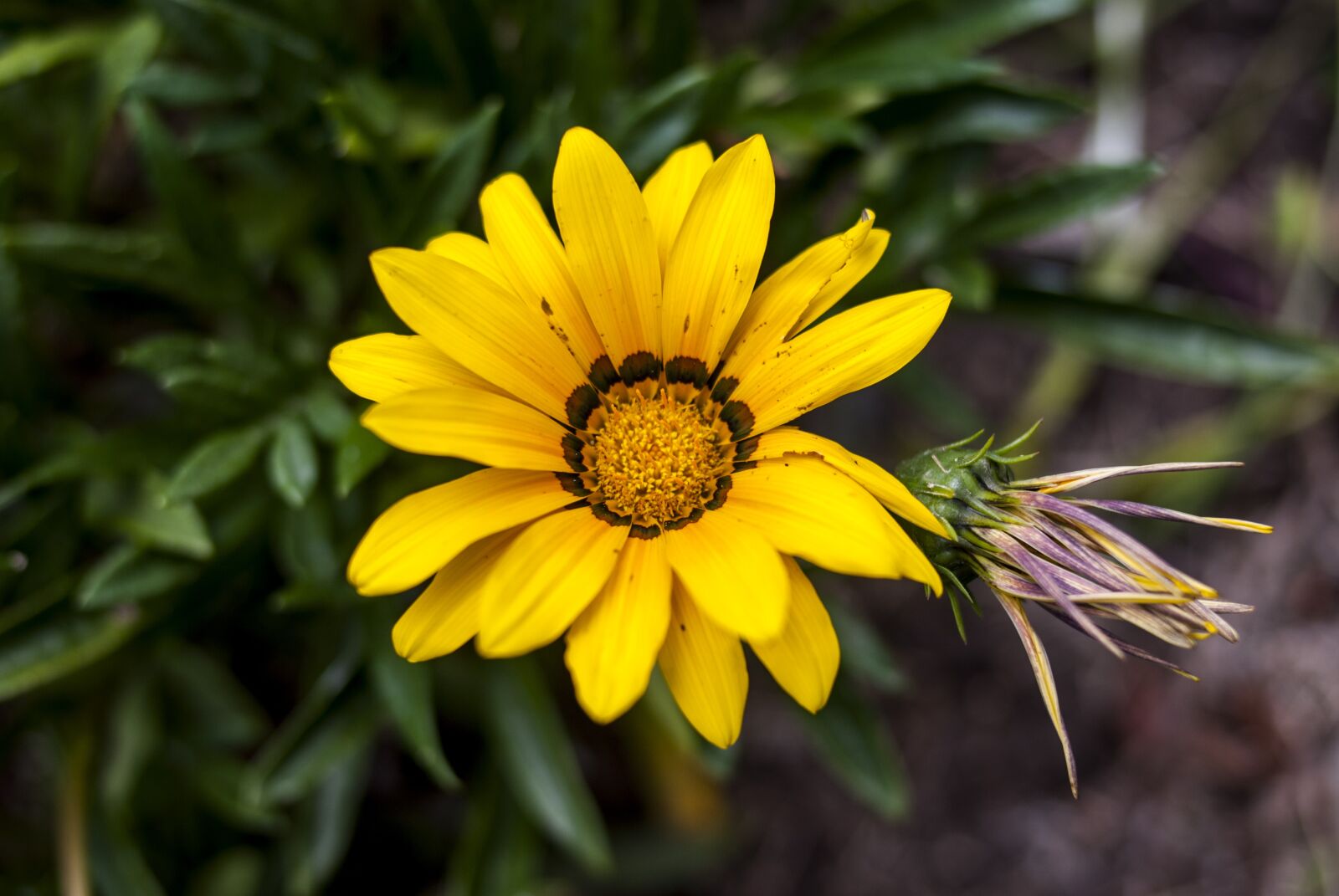 Nikon D60 sample photo. Nature, plant, flower photography