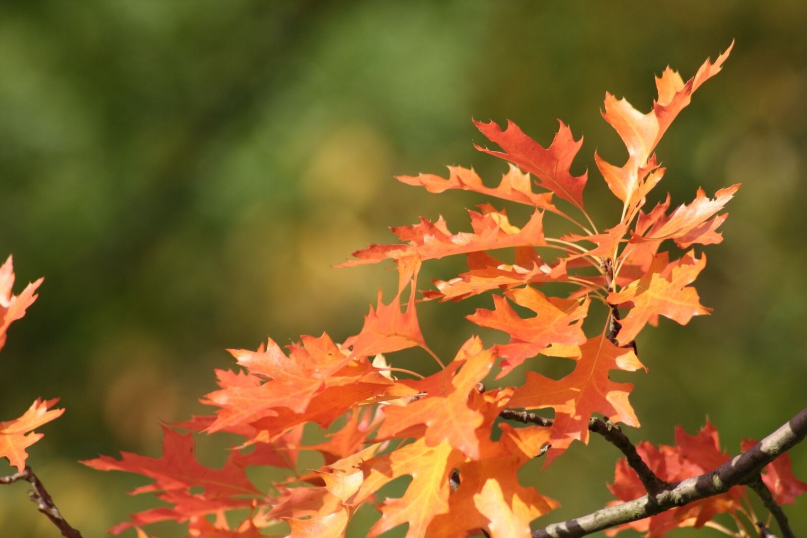 Canon EOS 350D (EOS Digital Rebel XT / EOS Kiss Digital N) sample photo. Autumn, leaves, oak photography