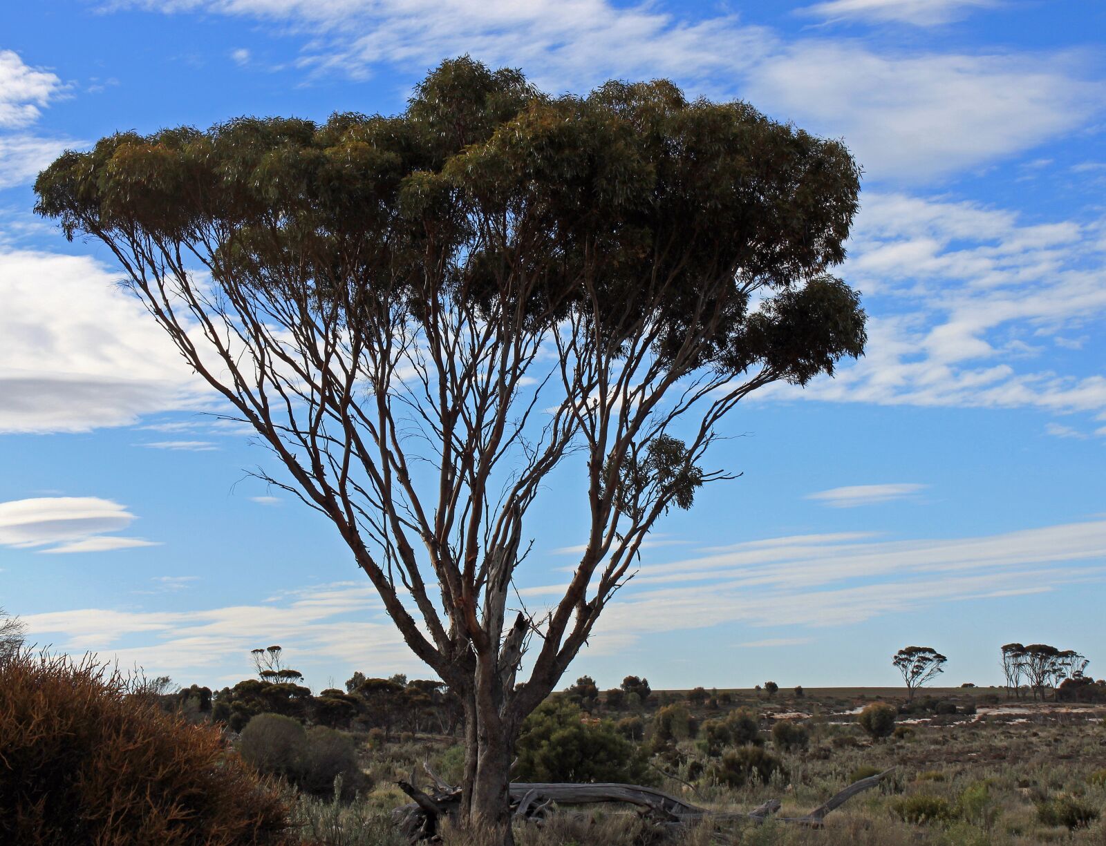 Canon EOS 500D (EOS Rebel T1i / EOS Kiss X3) sample photo. Tree, outback, australia photography