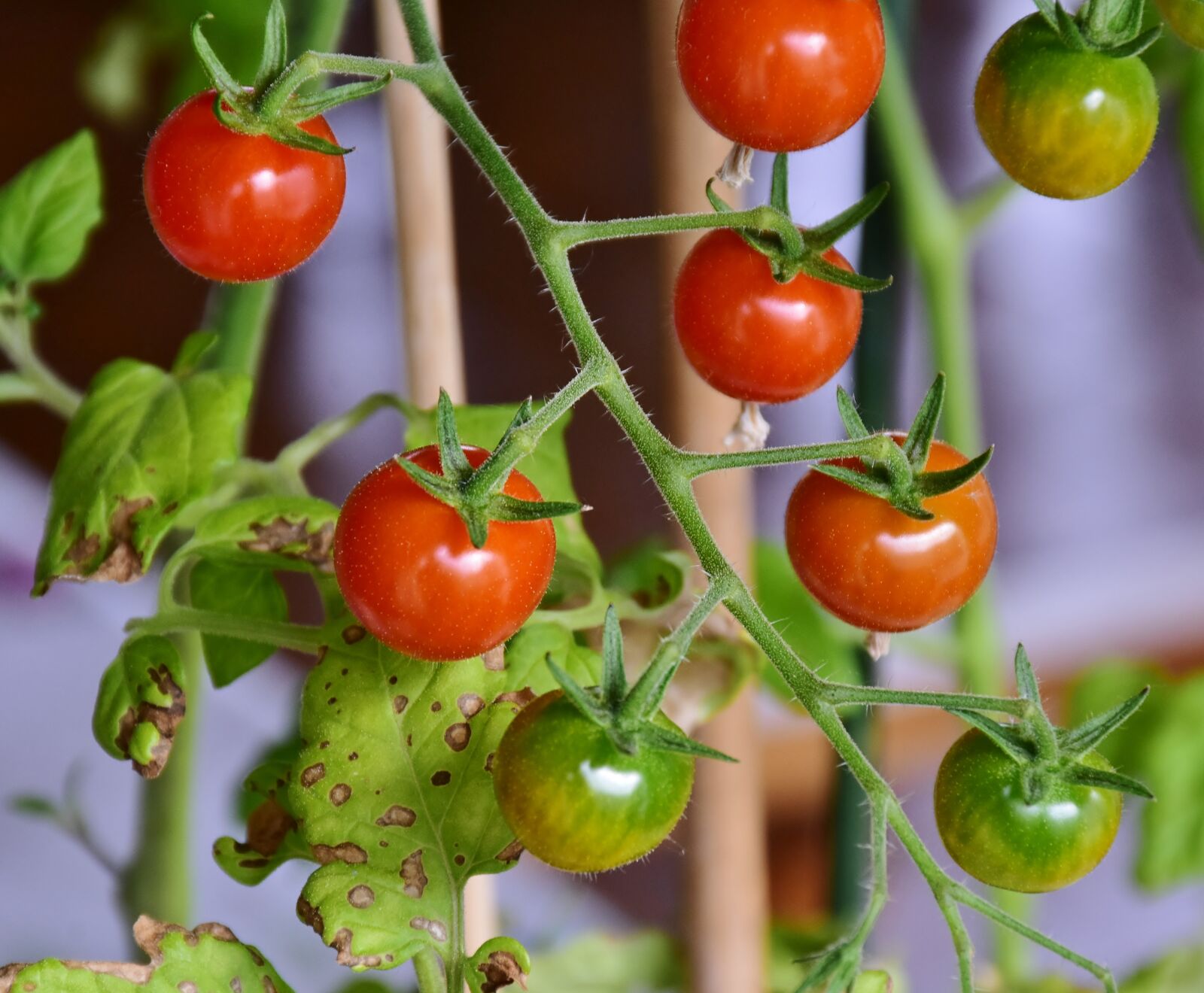 Nikon D7200 sample photo. Tomatoes, cocktailtomaten, red photography