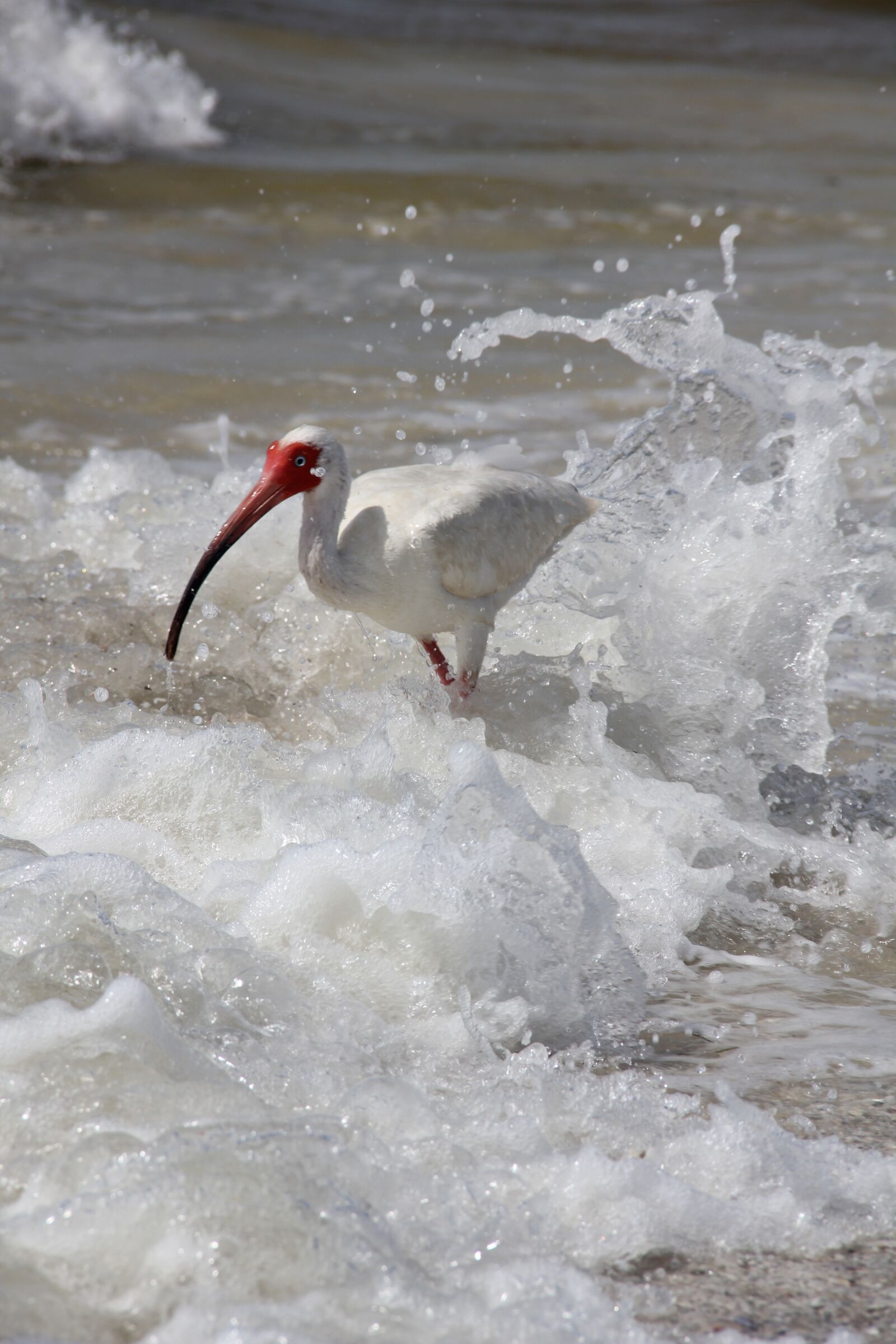 Canon EOS 550D (EOS Rebel T2i / EOS Kiss X4) sample photo. Water bird, florida, beach photography