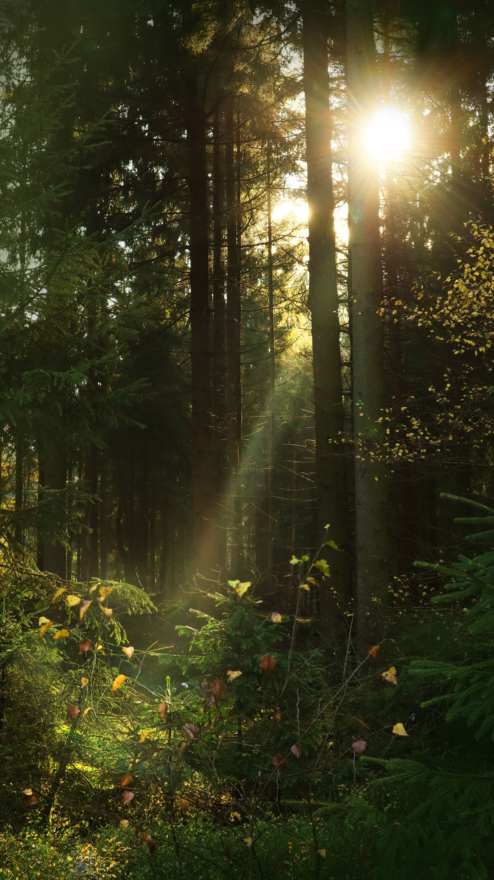 Canon EF-M 15-45mm F3.5-6.3 IS STM sample photo. Forest, sunbeam, nature photography