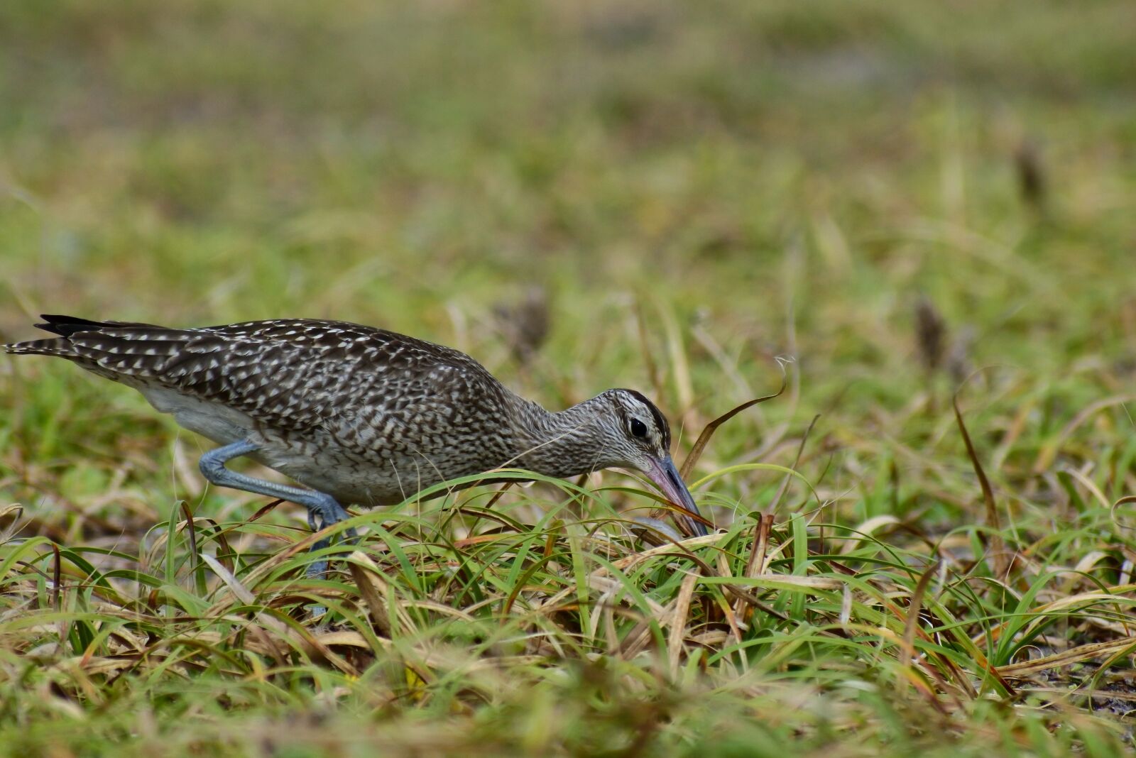 VR 70-300mm f/4.5-6.3G sample photo. Animal, sea, beach photography