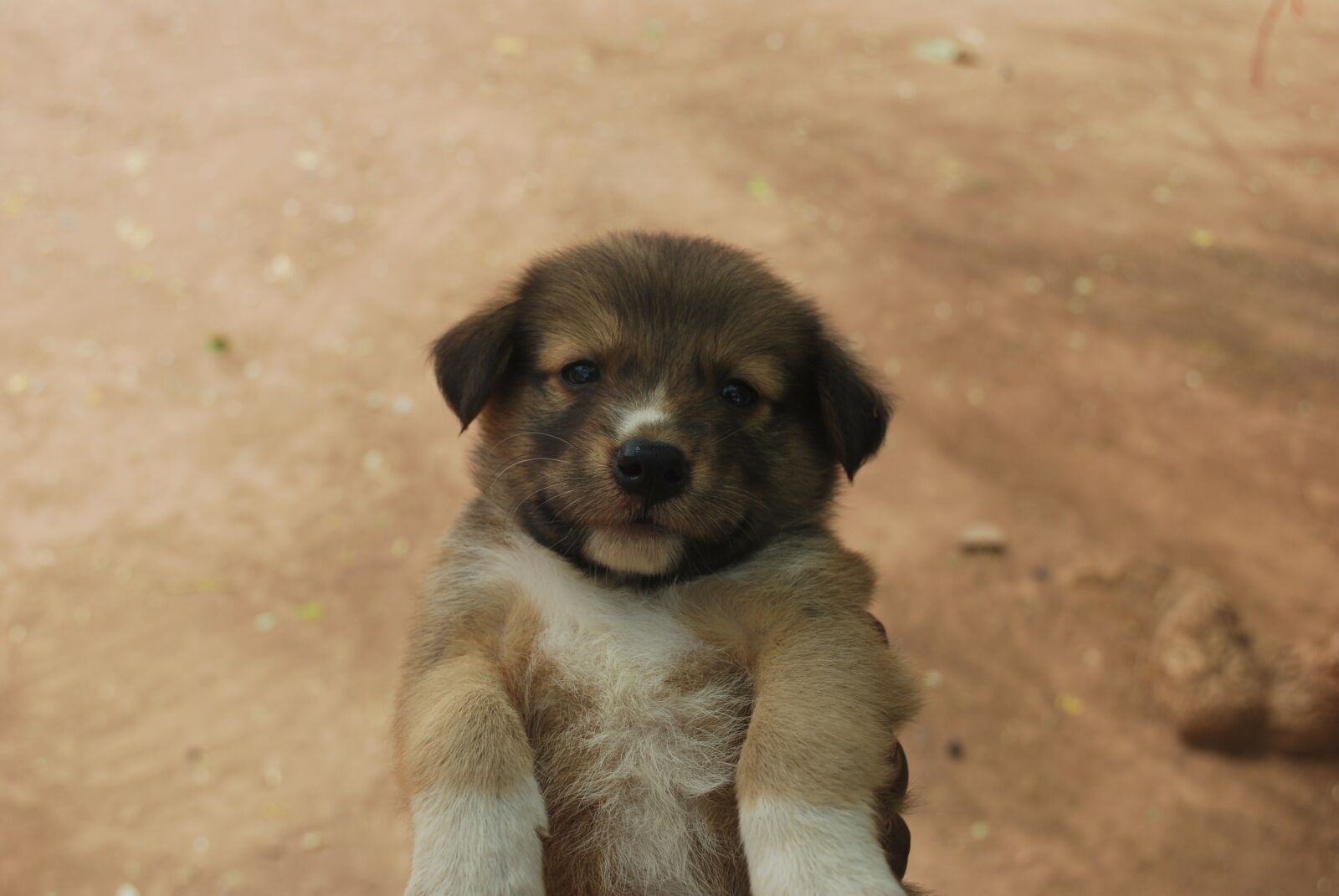 Nikon D60 sample photo. Animal, cute, dog photography