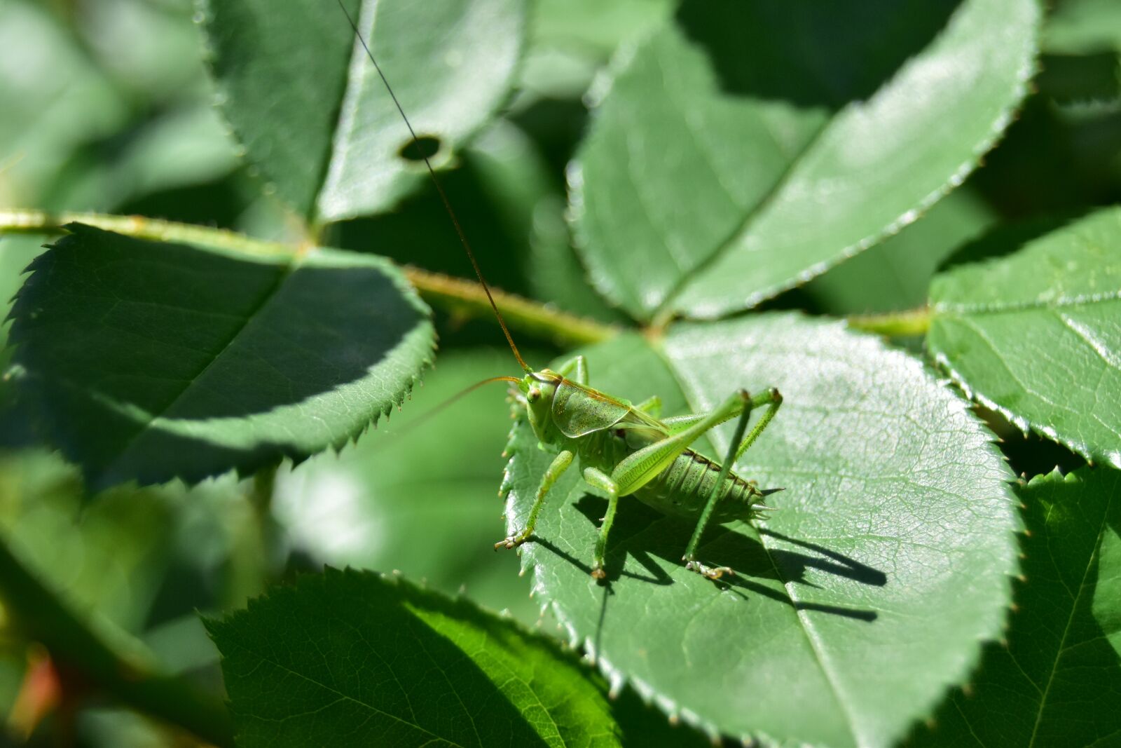 Nikon D5600 sample photo. Grasshopper in the wild photography