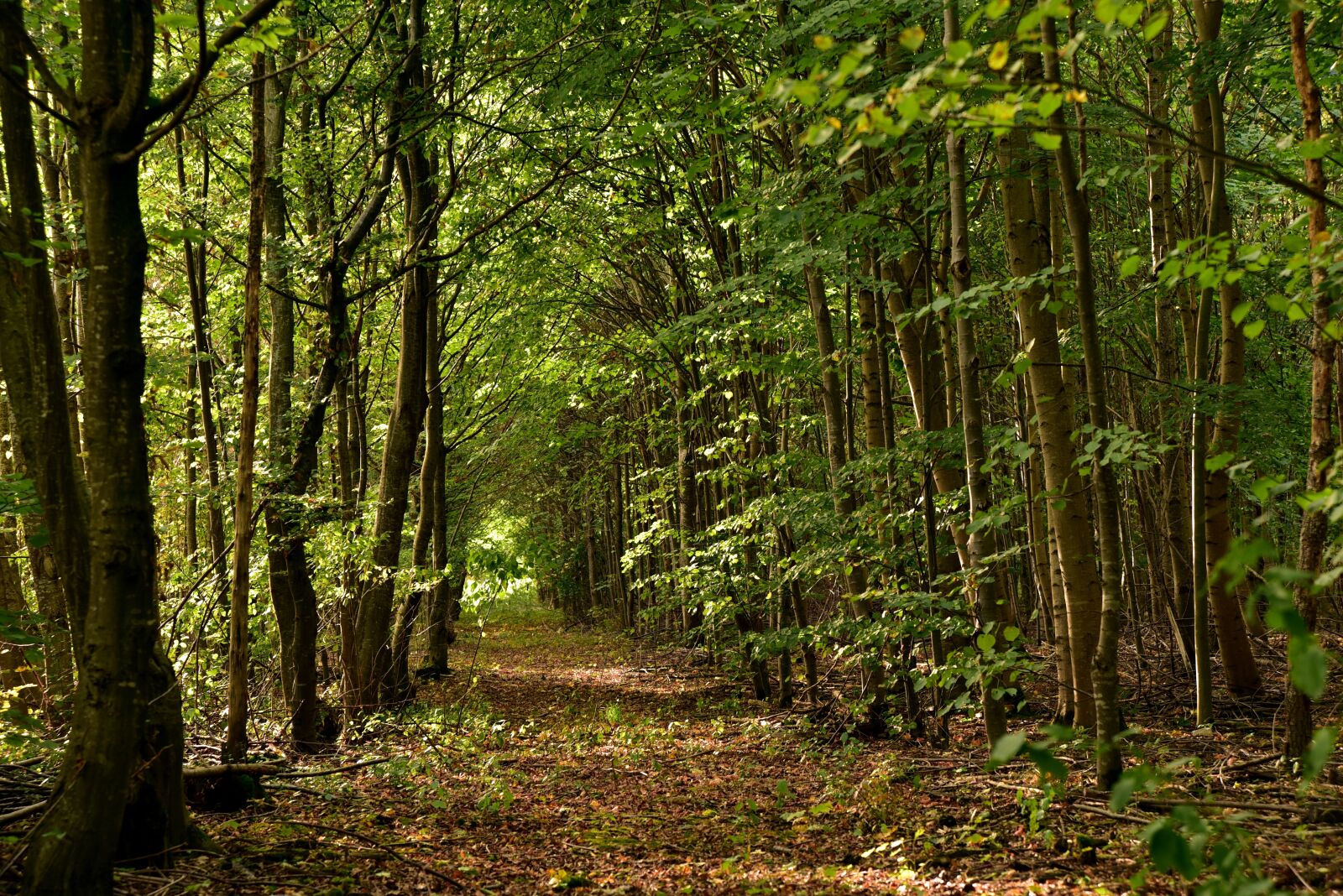 Nikon D750 sample photo. Forest, away, forest path photography