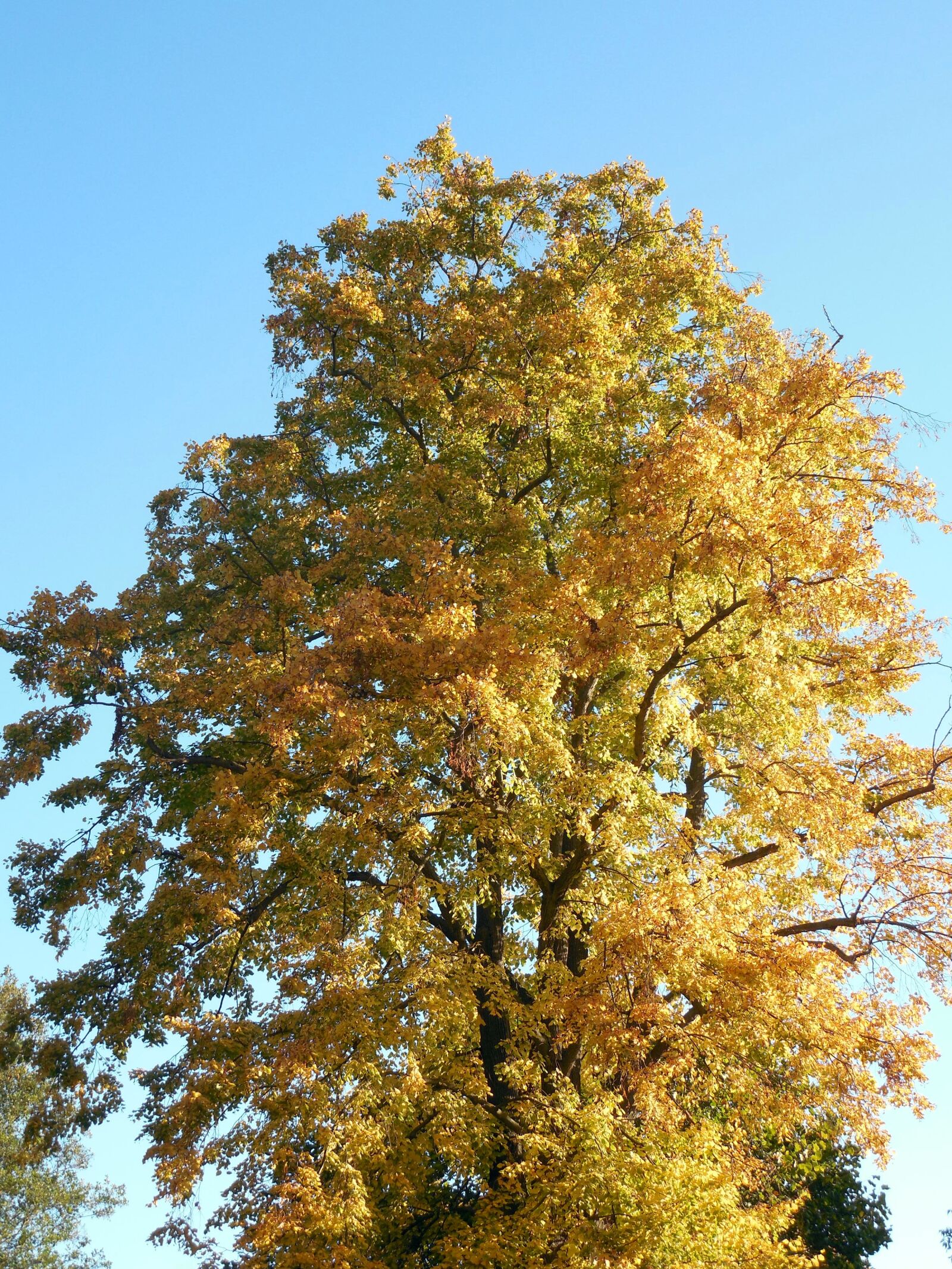 Nikon COOLPIX L620 sample photo. Autumn, leaves, emerge photography