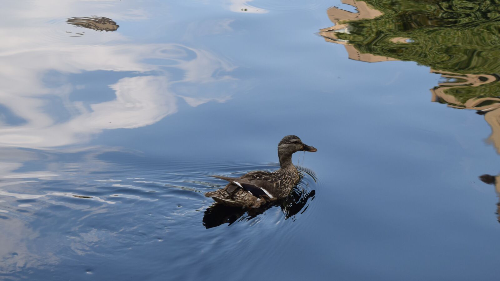 Nikon D3300 sample photo. Bird, swim, nature photography