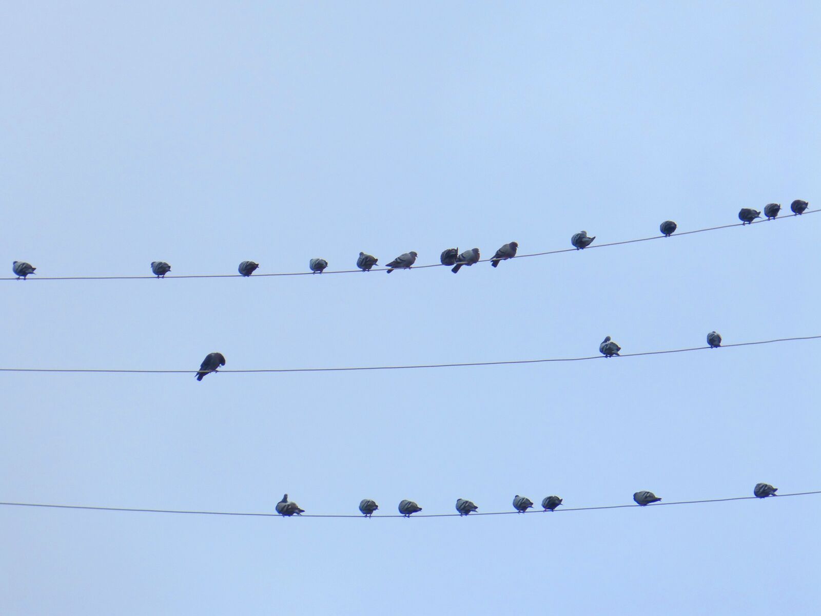 Panasonic DMC-FZ62 sample photo. Birds, pigeons, cables photography