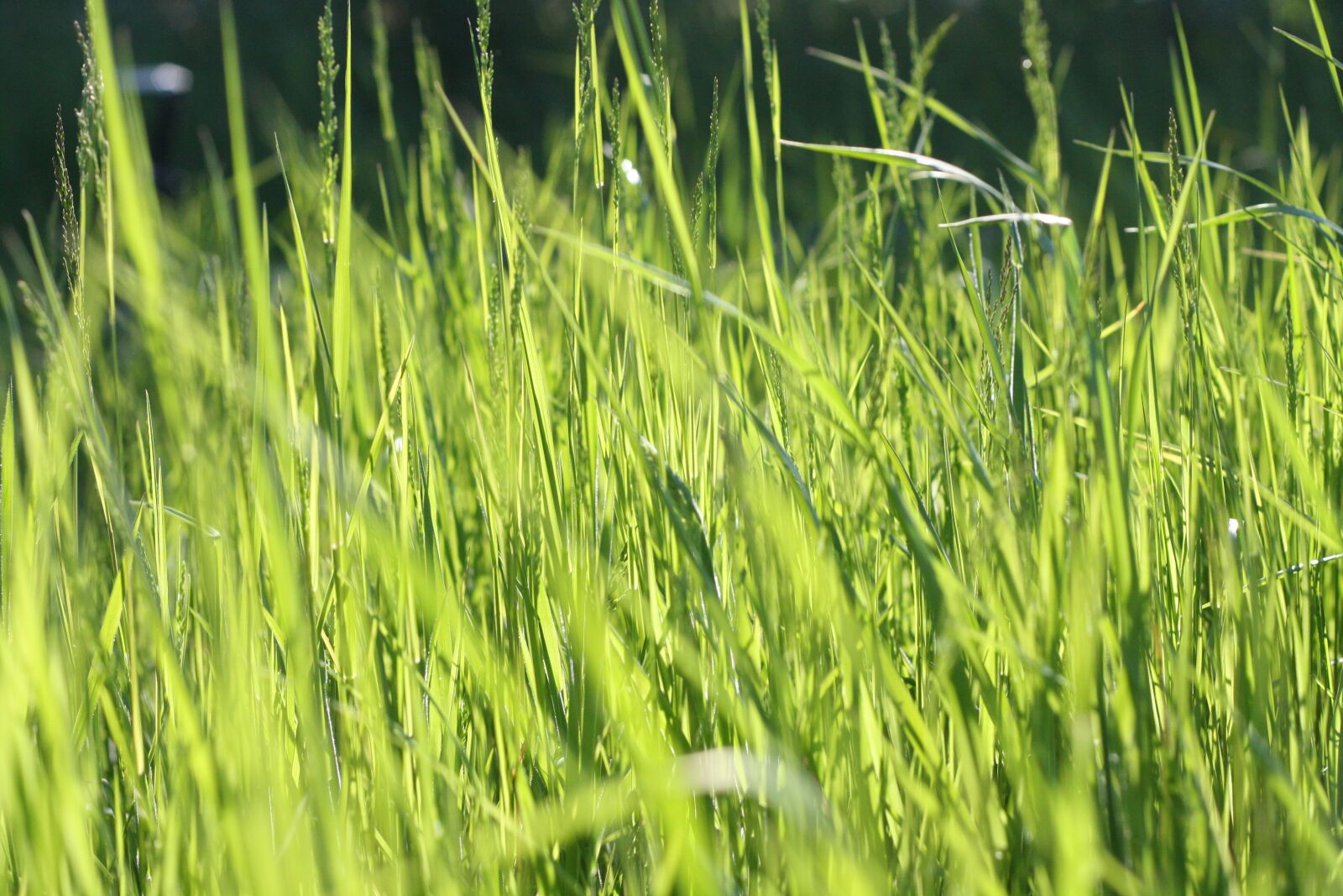 Canon EOS 1000D (EOS Digital Rebel XS / EOS Kiss F) sample photo. Close-up, field, grass photography