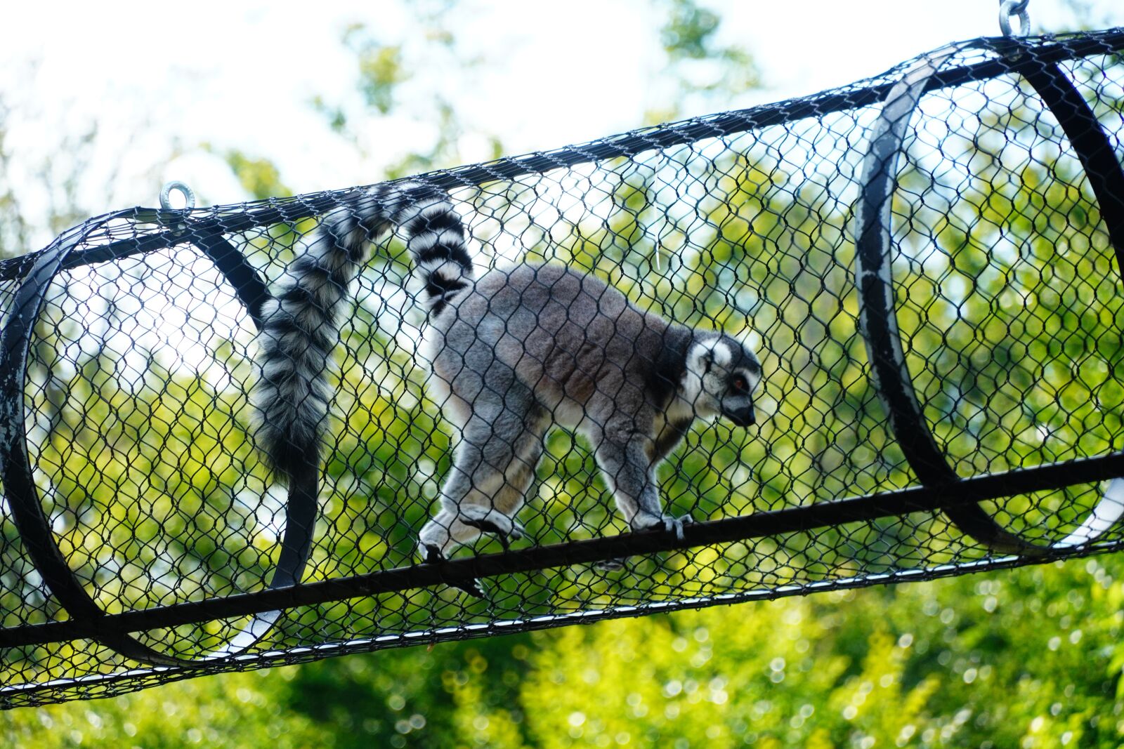 Sony a6400 sample photo. Lemur, animal, zoo photography