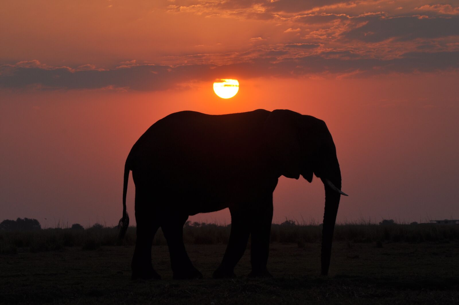 Nikon D90 sample photo. Elephant, sunset, nature photography