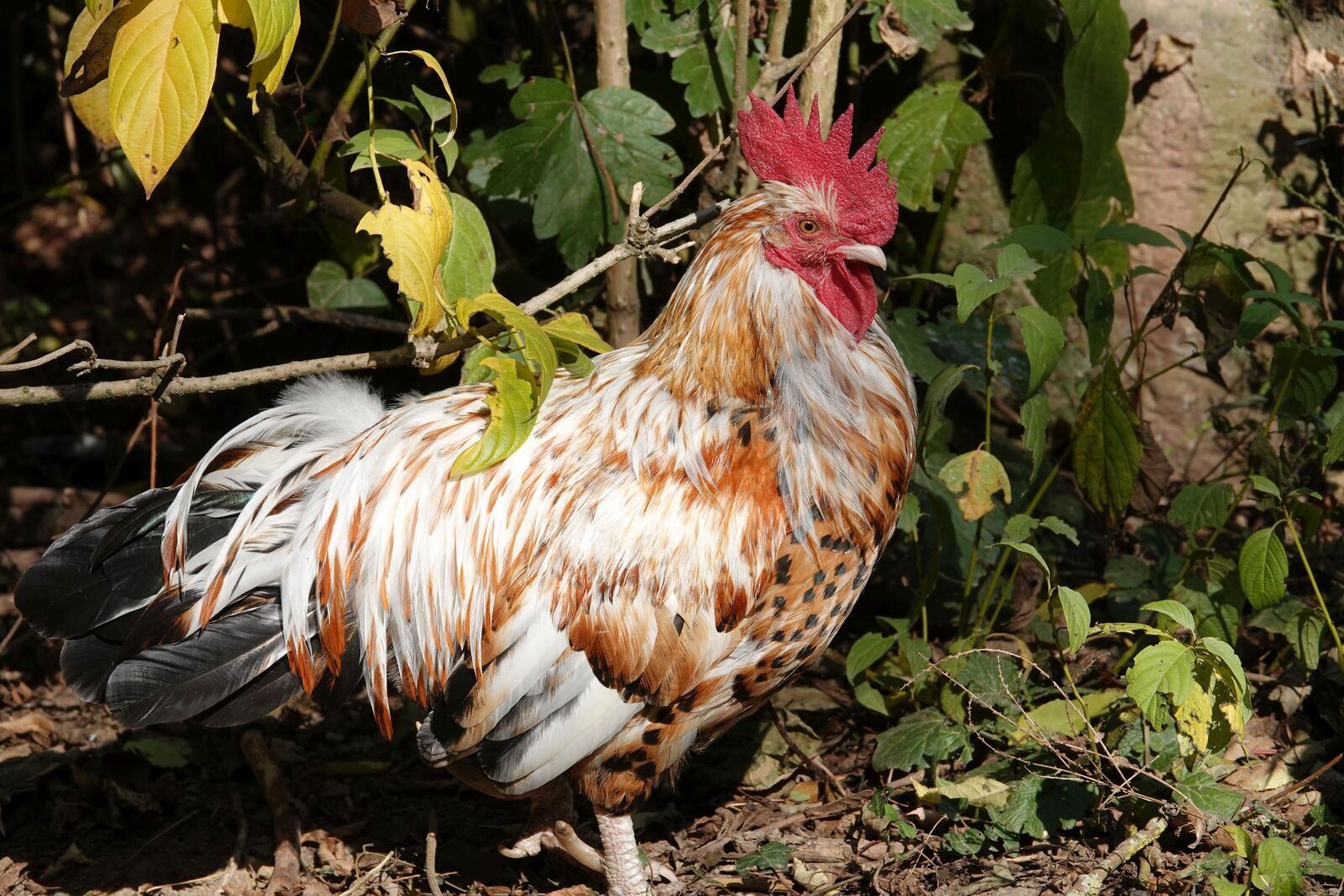 Sony Cyber-shot DSC-RX10 IV sample photo. Hahn, gockel, poultry photography