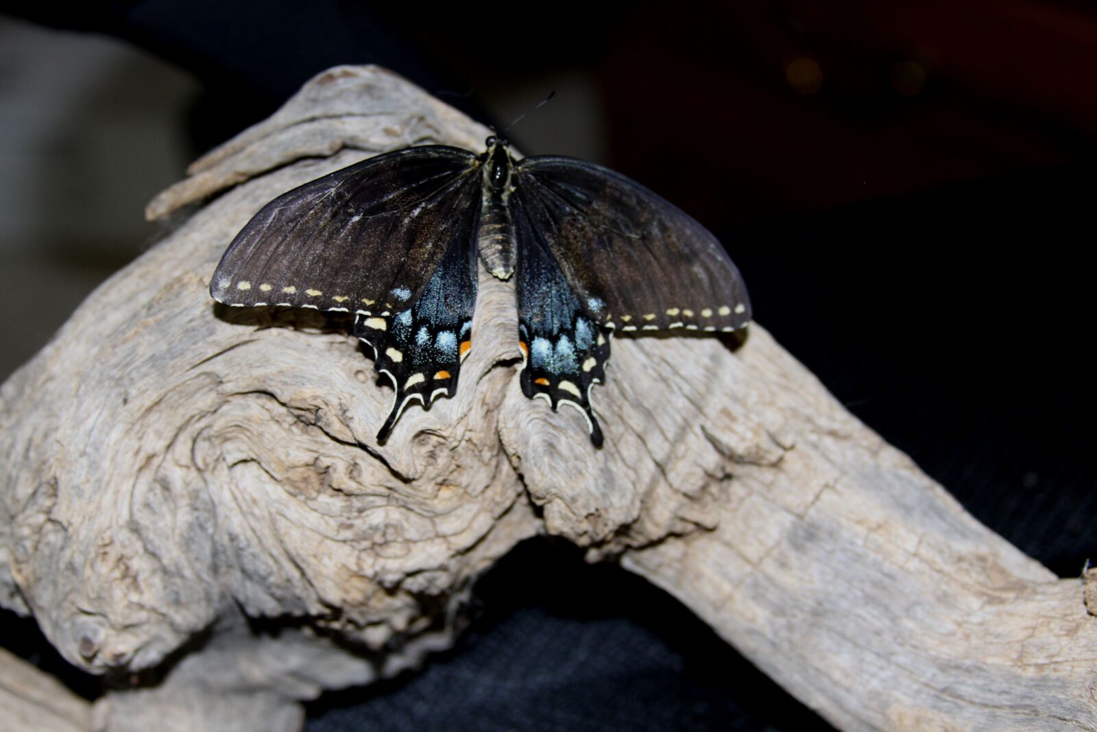 Canon EOS 50D sample photo. Butterfly, wood, driftwood photography