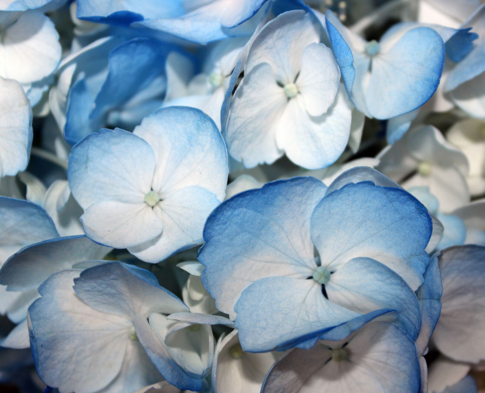 Canon EOS 600D (Rebel EOS T3i / EOS Kiss X5) sample photo. Blue hydrangeas, flower, blue photography