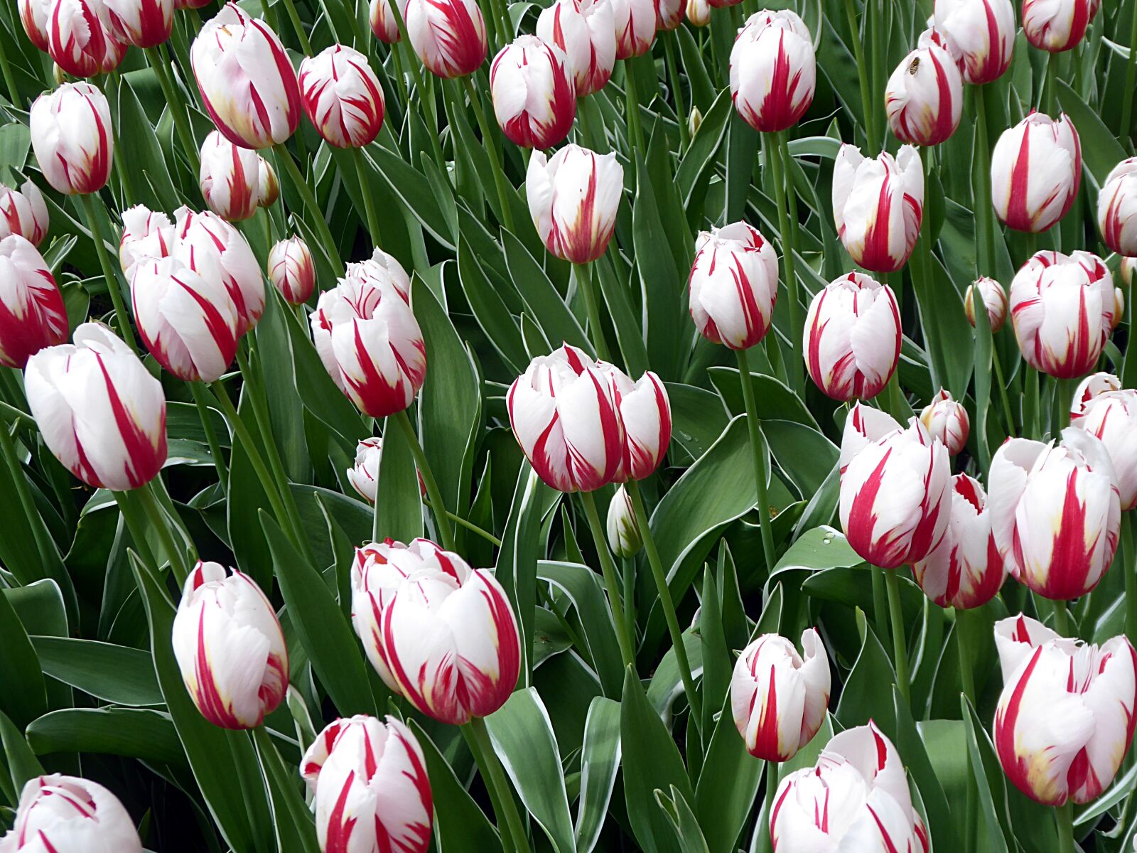 Panasonic Lumix DMC-ZS50 (Lumix DMC-TZ70) sample photo. Tulip, white, red photography