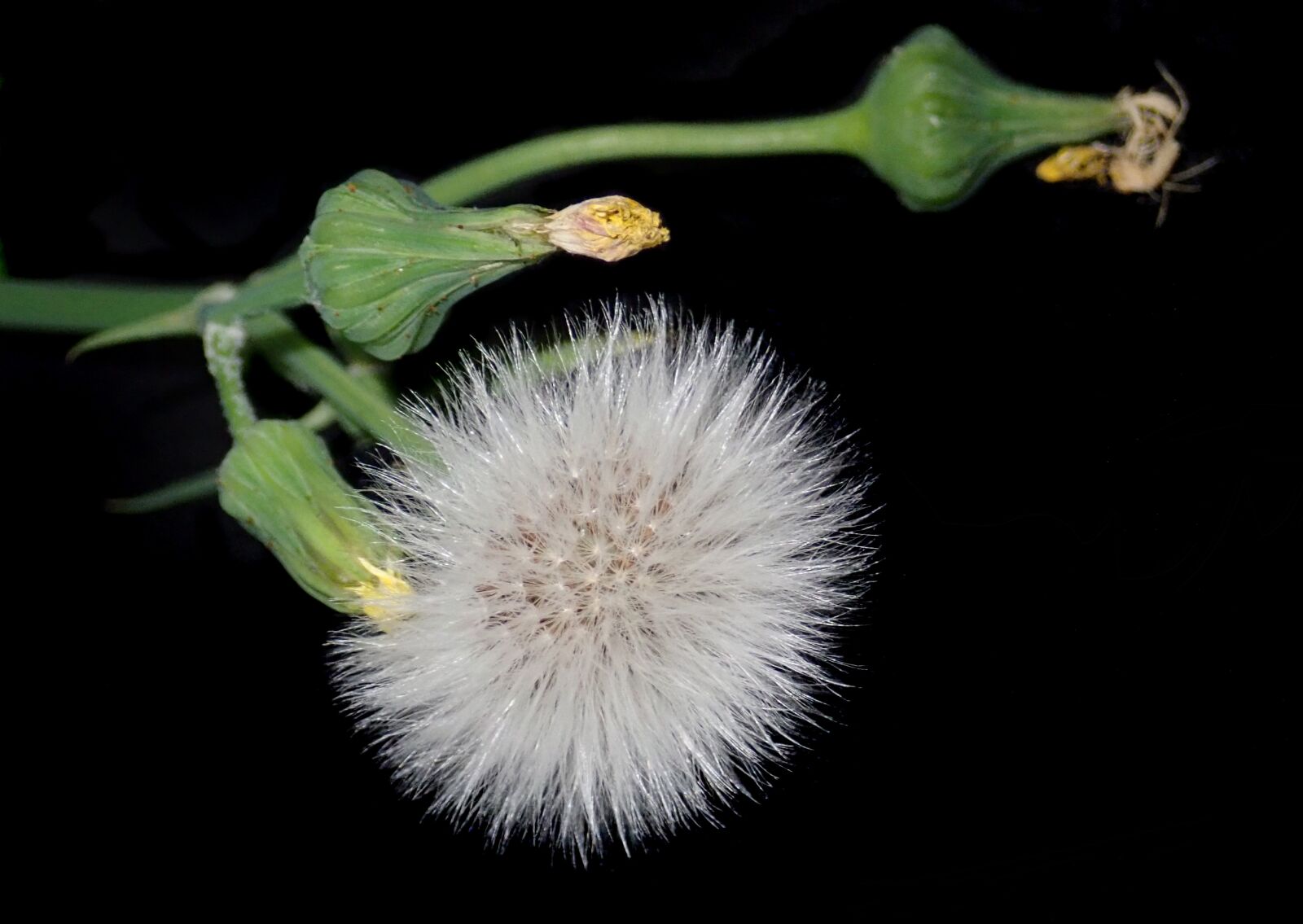 Olympus TG-5 sample photo. Thistle, weed, seeds photography