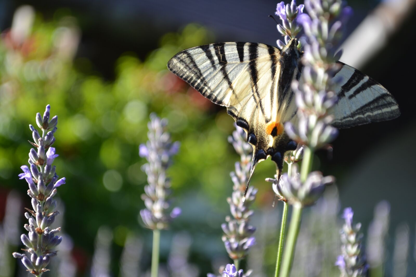 Nikon D3100 sample photo. Butterfly, nature, flower photography