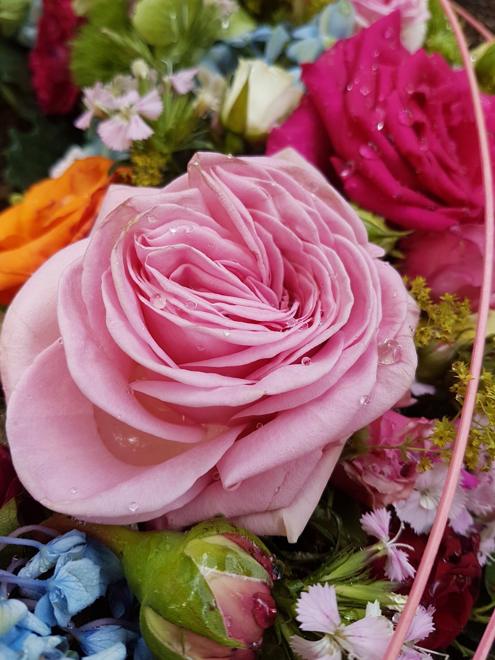 Samsung Galaxy S7 Edge sample photo. Flower, rose, petal photography
