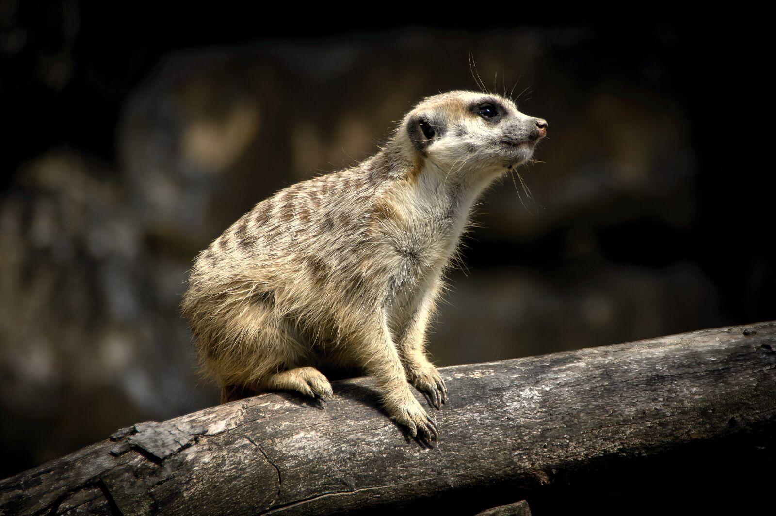 Sony Alpha DSLR-A350 sample photo. Animal world, nature, mammal photography