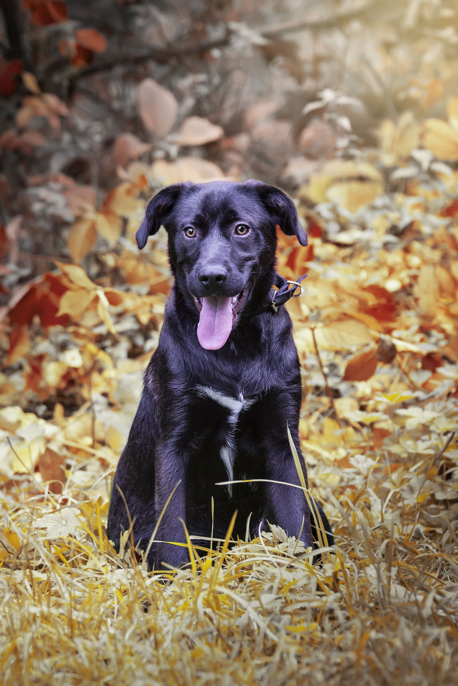 Canon EOS 60D sample photo. Dog, fall, puppy photography