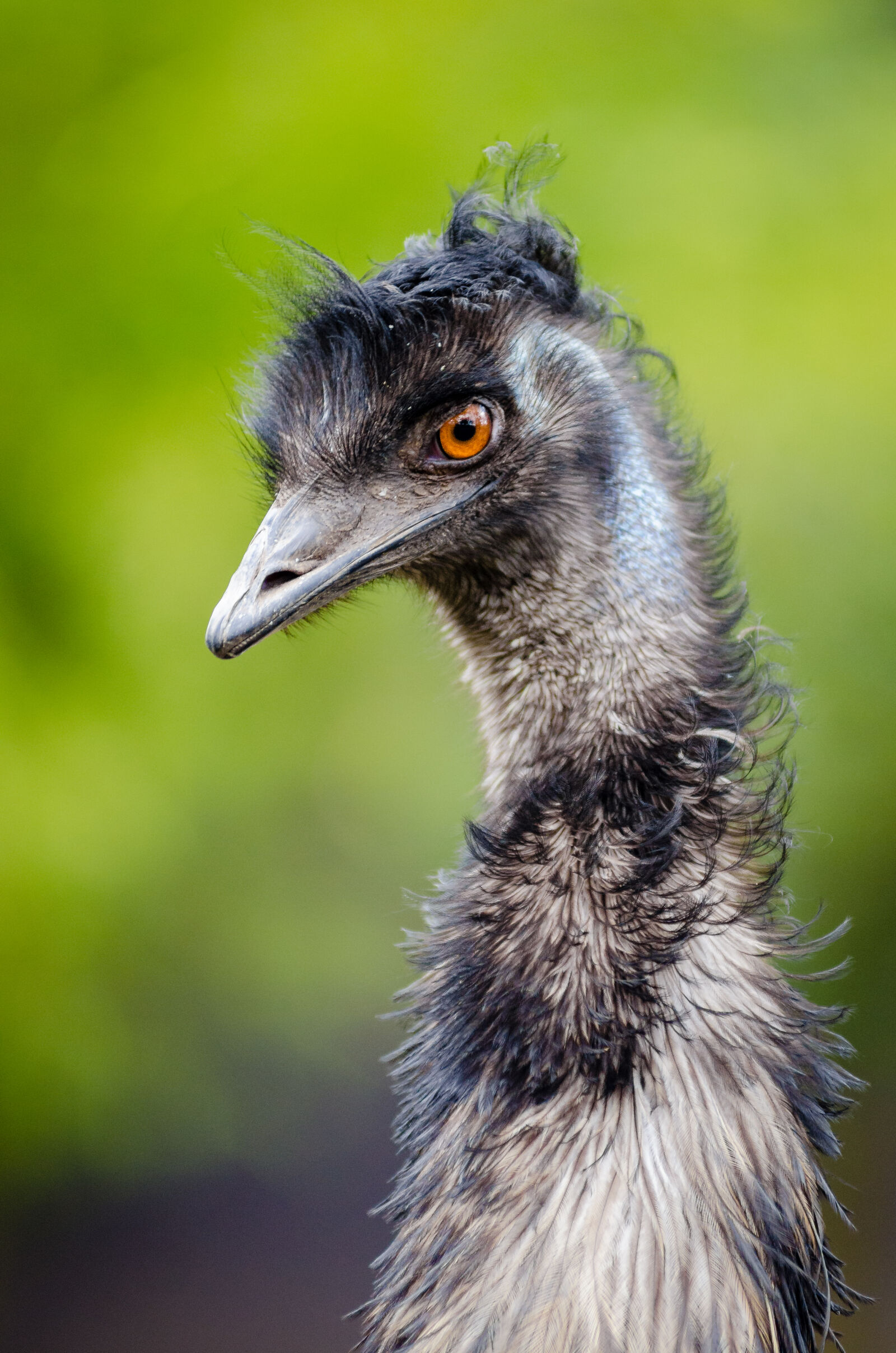 AF Zoom-Nikkor 80-200mm f/2.8 ED sample photo