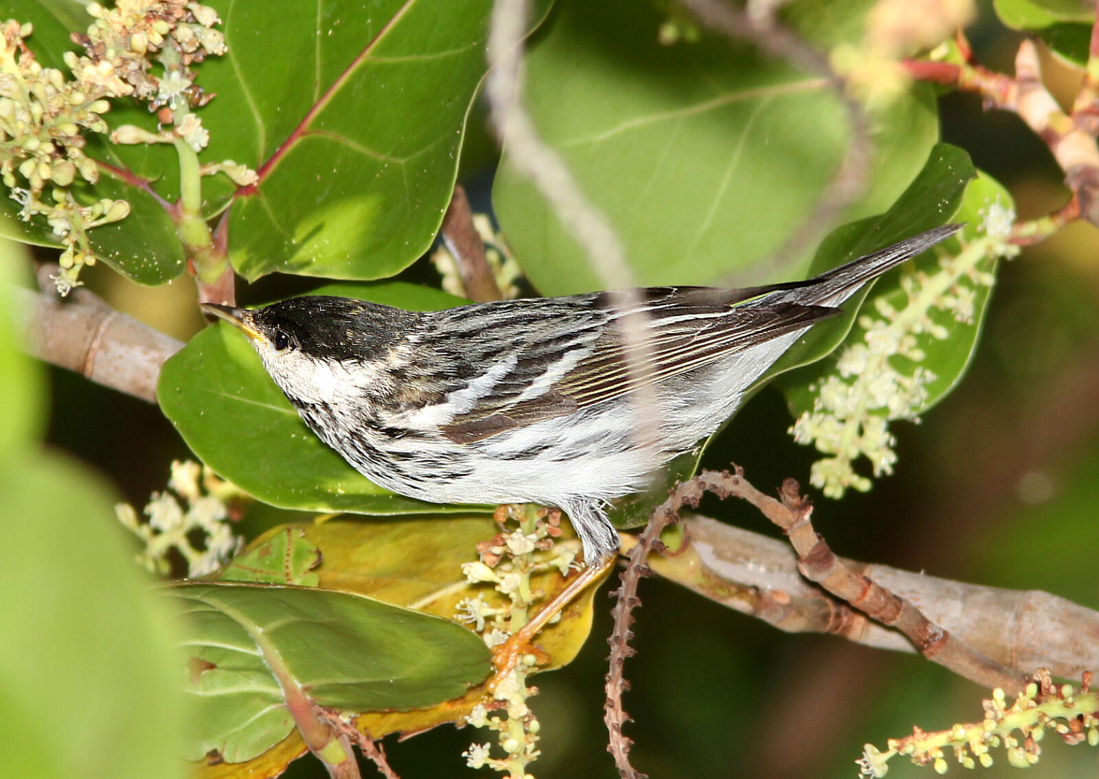 Canon EF 300mm F4L IS USM sample photo