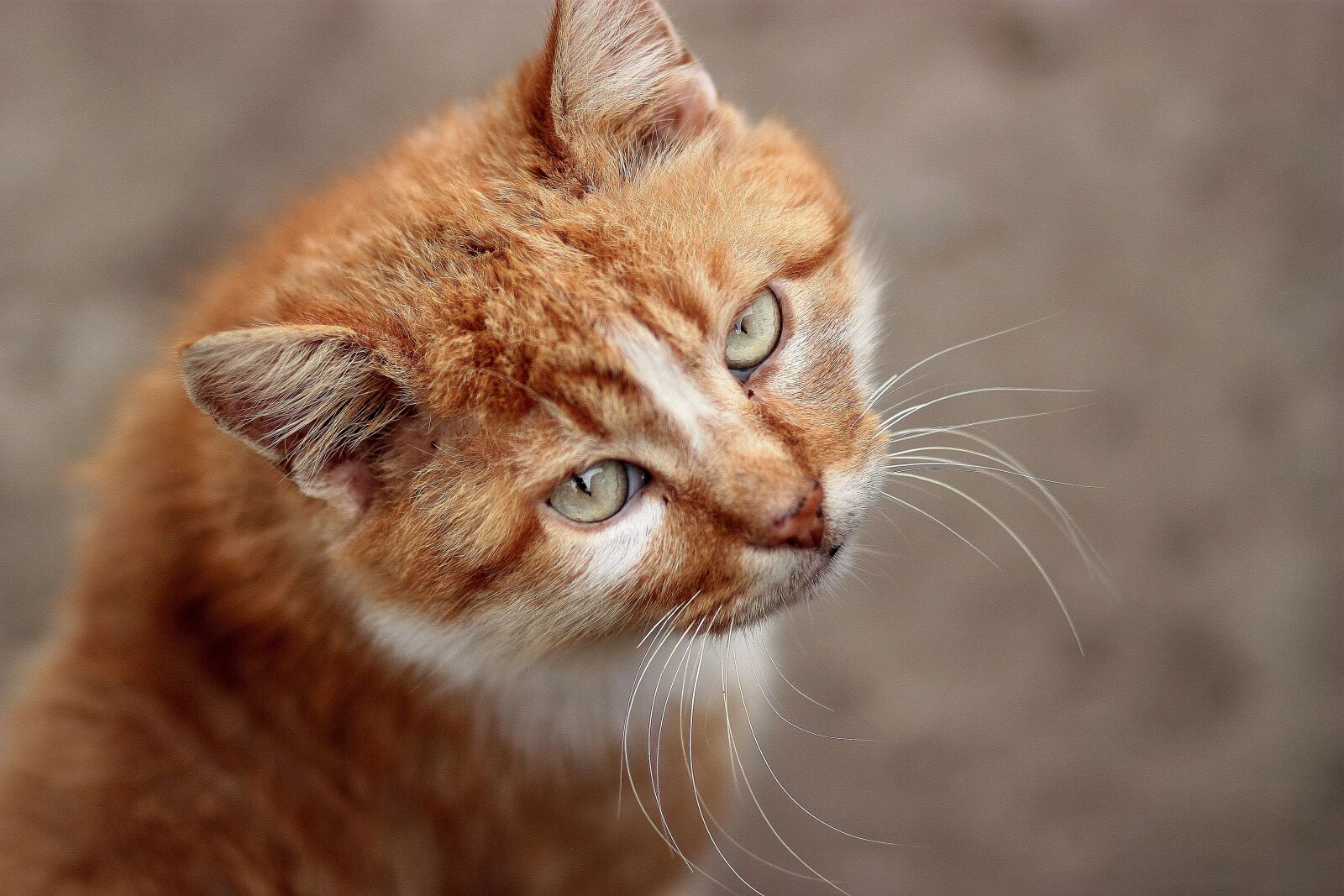 Canon EOS 450D (EOS Rebel XSi / EOS Kiss X2) sample photo. Cat, orange, portrait photography