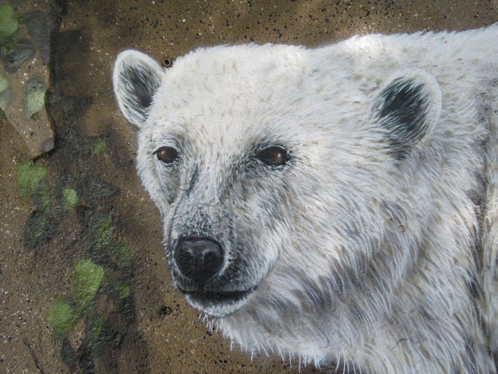 Canon PowerShot SX60 HS sample photo. Polar bear, wall art photography