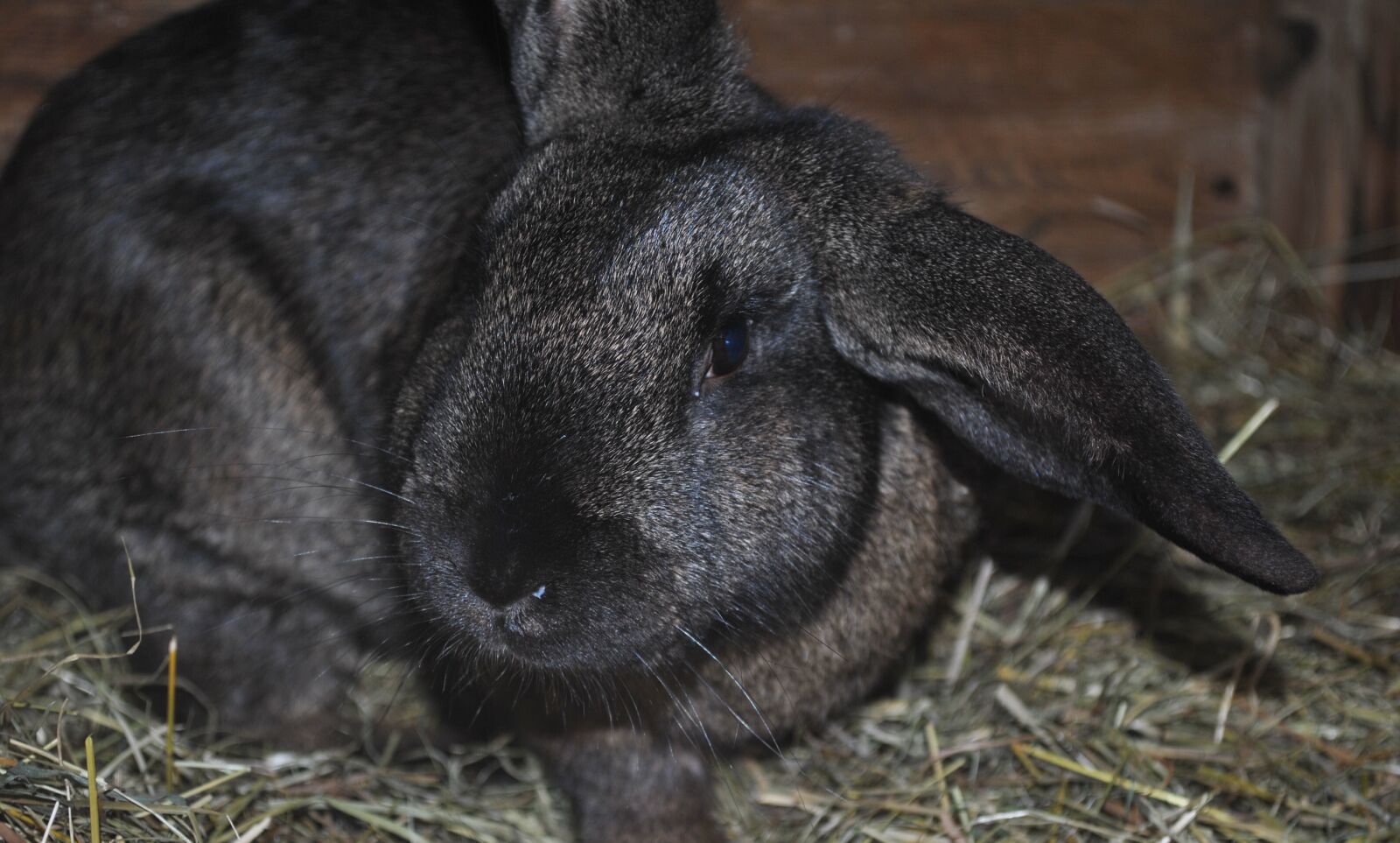 Nikon D3000 sample photo. Animals, rabbit, pet photography