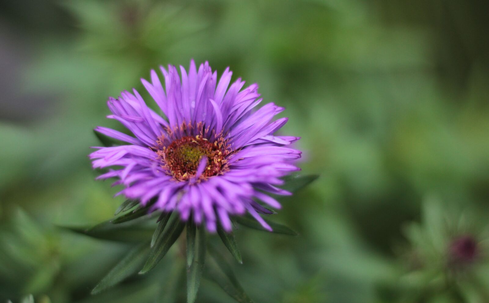 Canon EOS 600D (Rebel EOS T3i / EOS Kiss X5) + Canon EF 50mm F1.8 STM sample photo. Aster novi-angliae purple dome photography