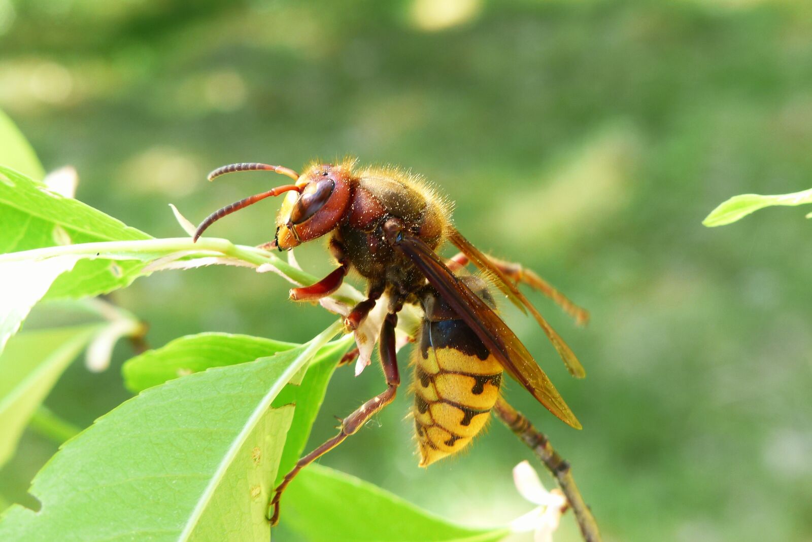 Panasonic Lumix DMC-FZ200 sample photo. Animals, invertebrates, insect photography